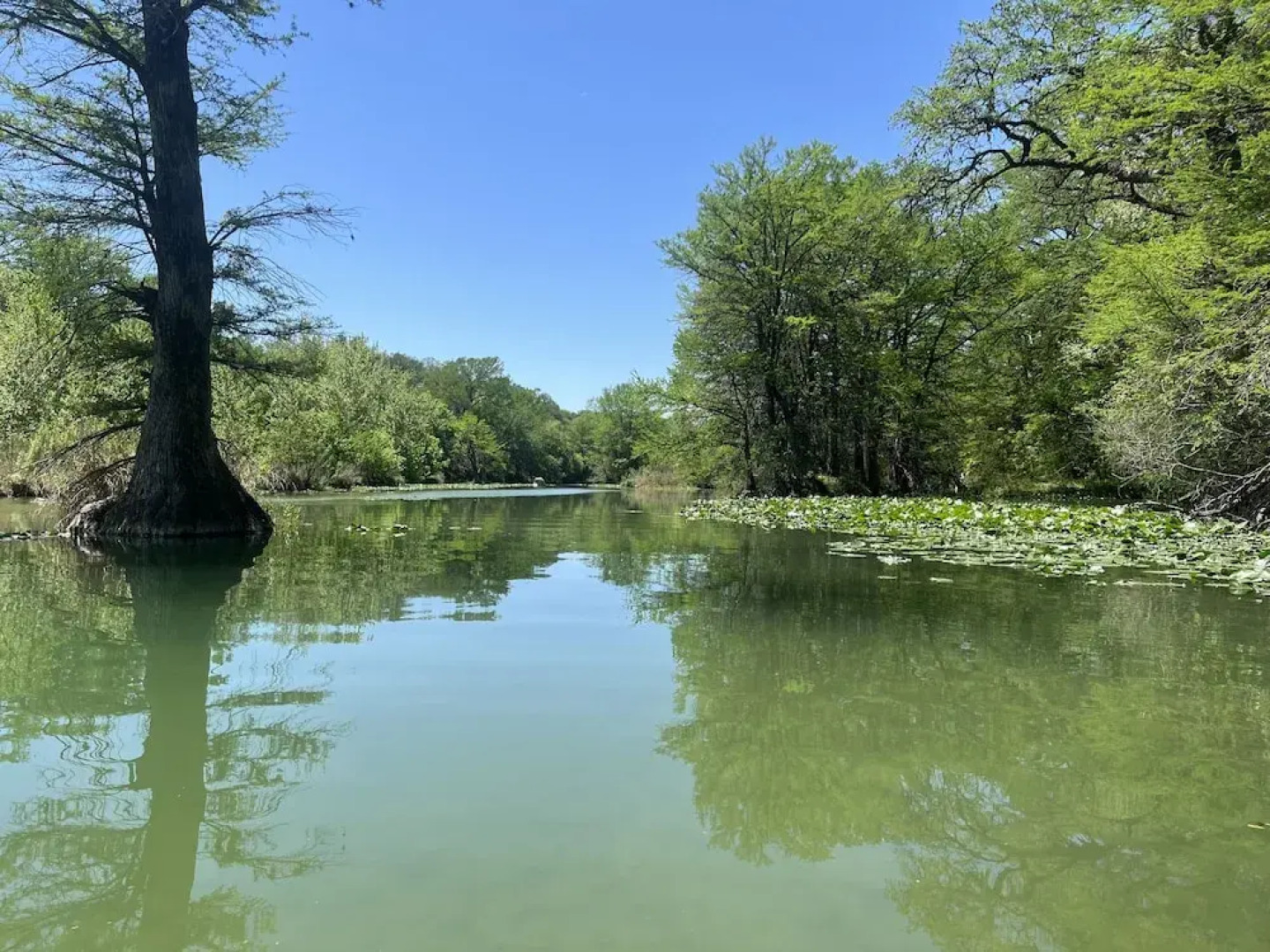 Treetop River Cabins