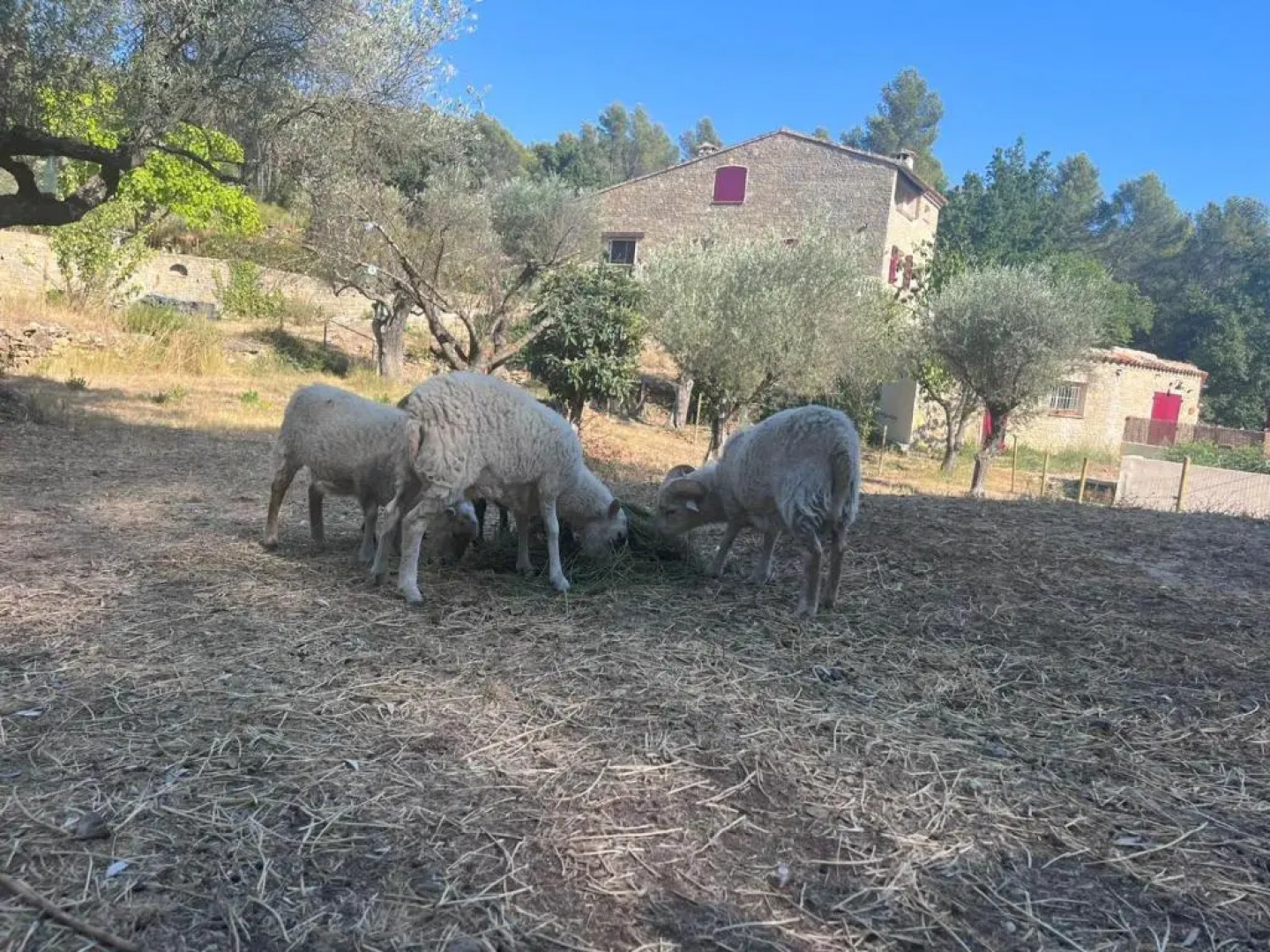 Mas des rochers - Romance tropicale