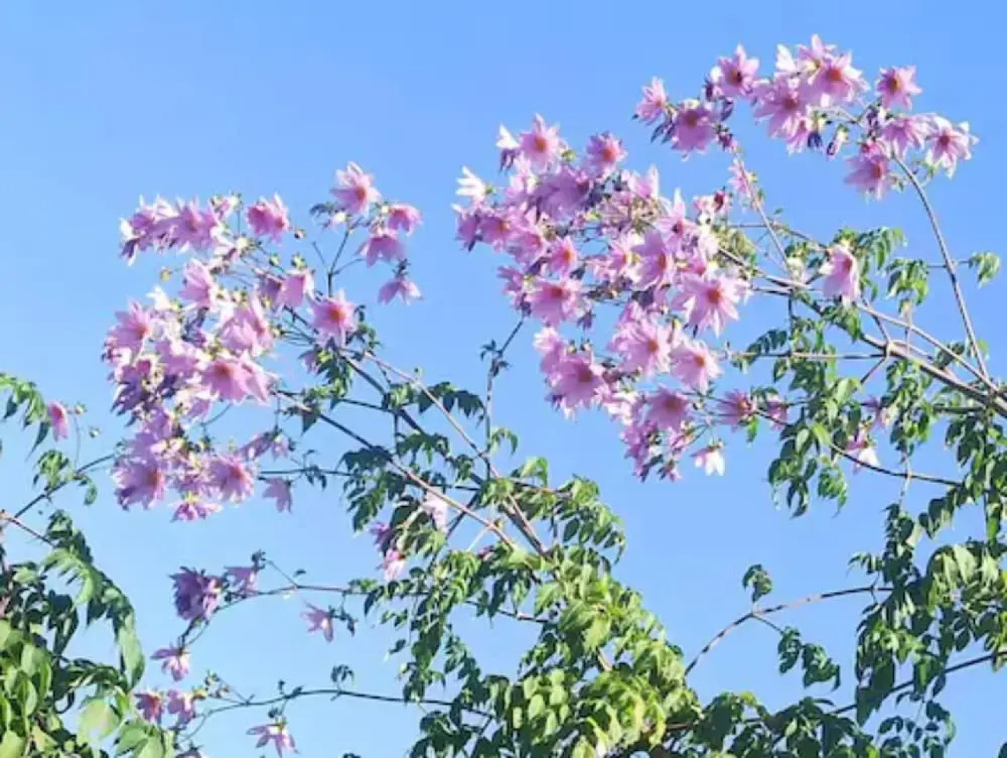 Goroomgo Lalit Homestay Almora