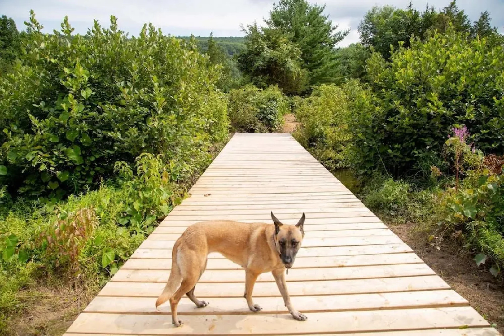 Tentrr - Clove Valley Creek