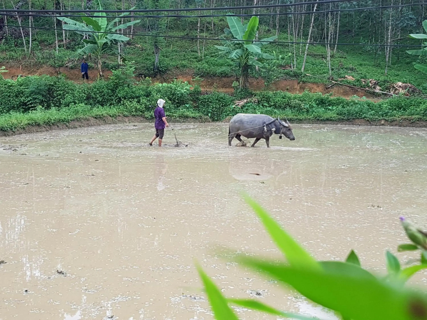 Vu Linh Palm House Eco Homestay