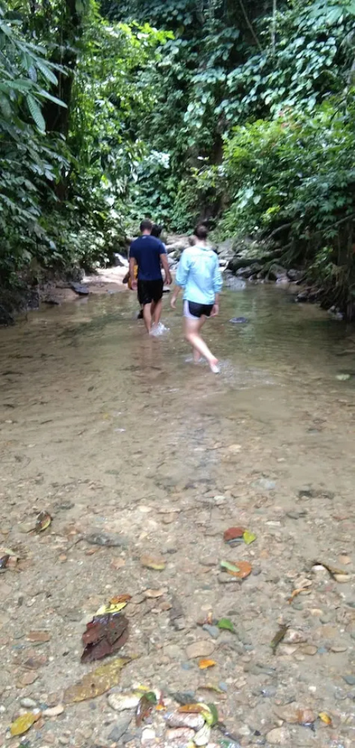 Green Forest Tangkahan