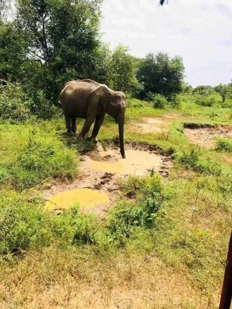 Wildlife Safari House