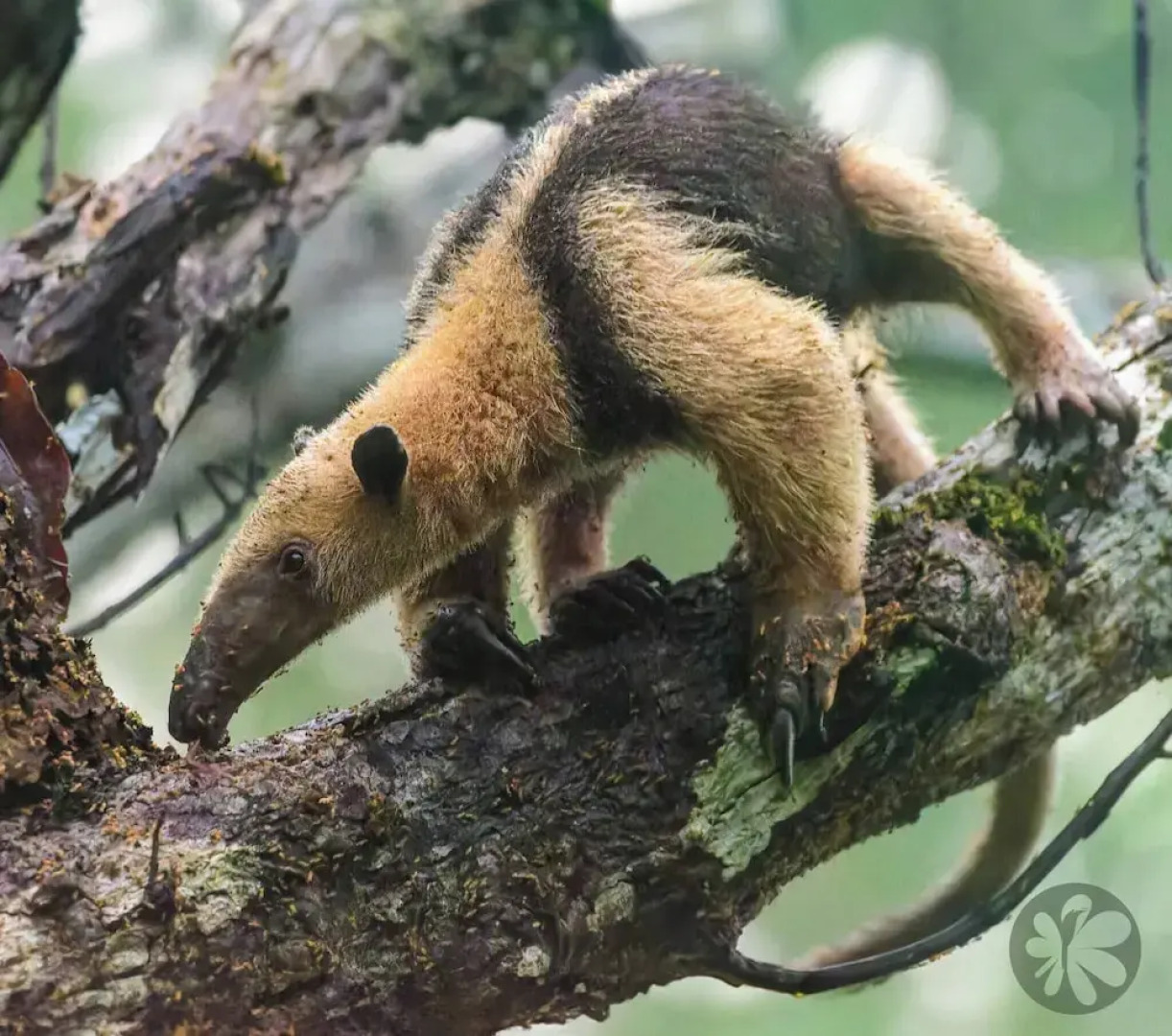 Villa Bruno - Terrace - Jungle - Birdwatching