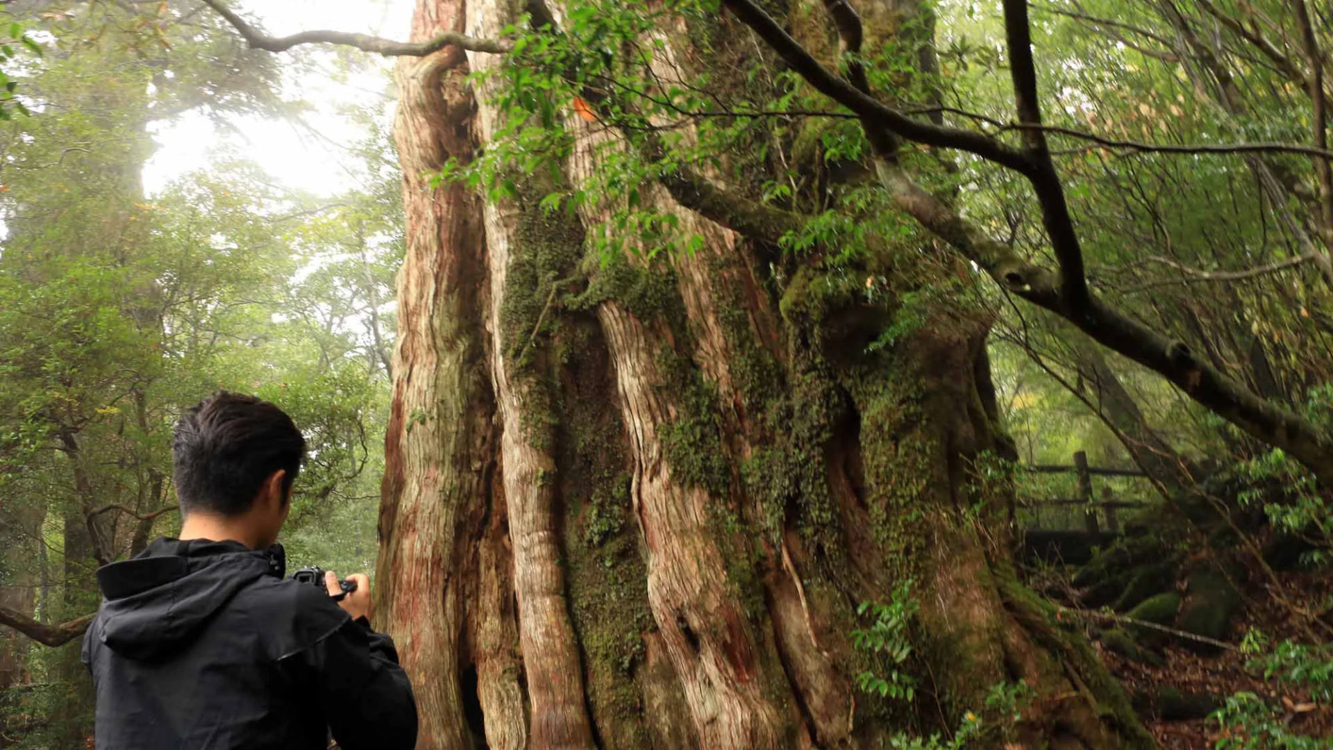 Minshuku Miyanourasou