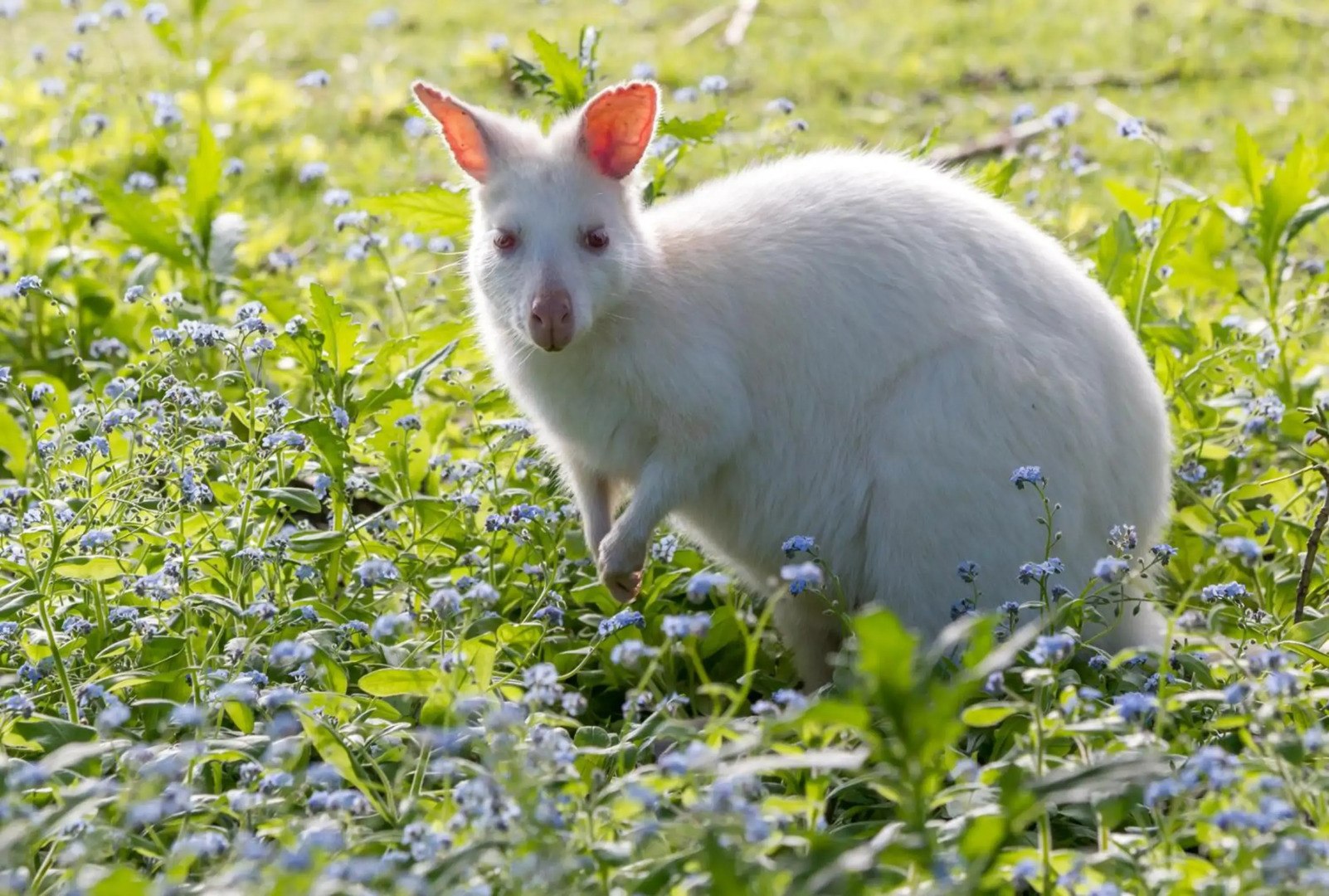 Absolute Oceanfront Bruny Island Secrets Retreat