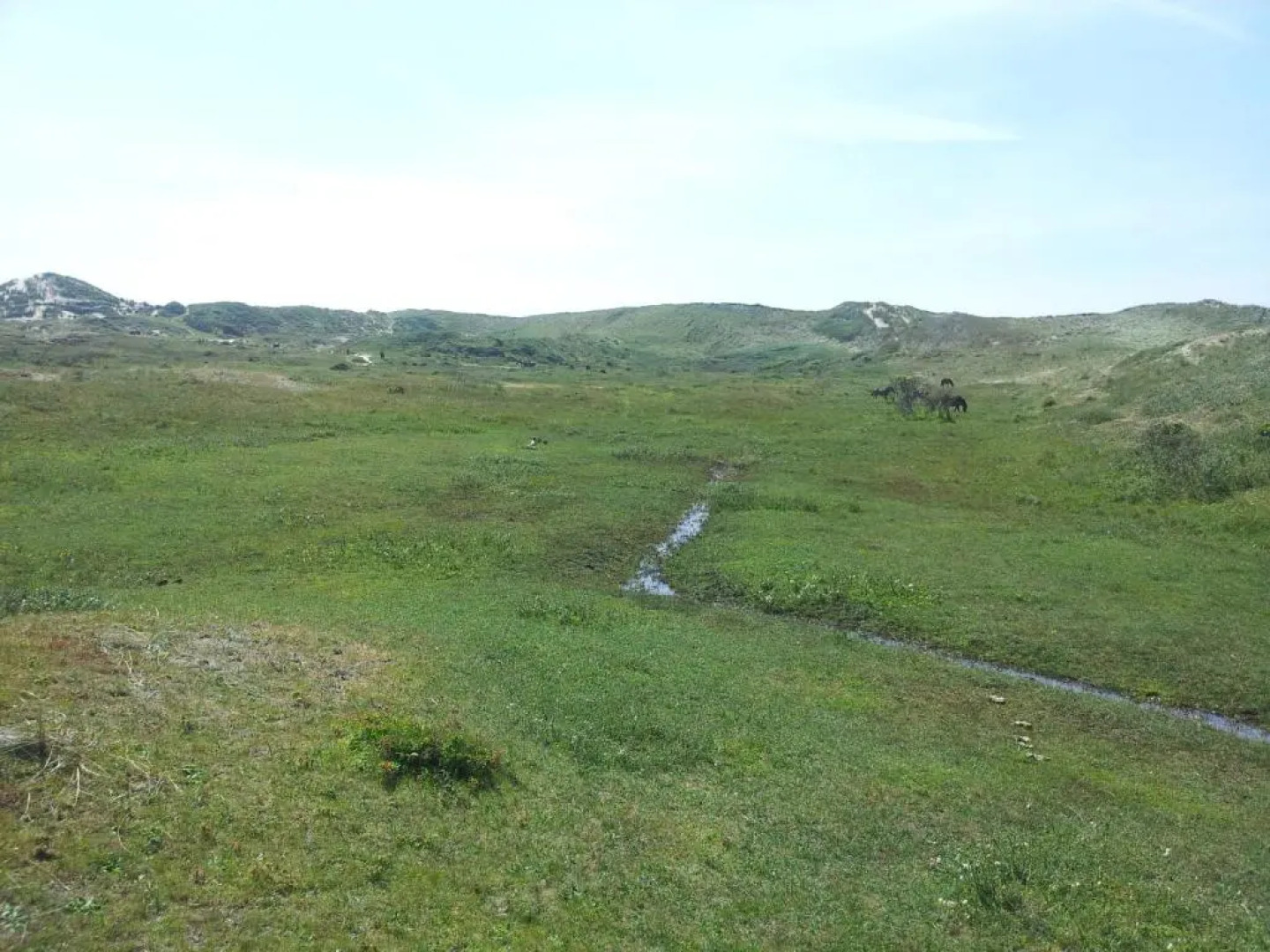 Zomerhuis De Zeedistel
