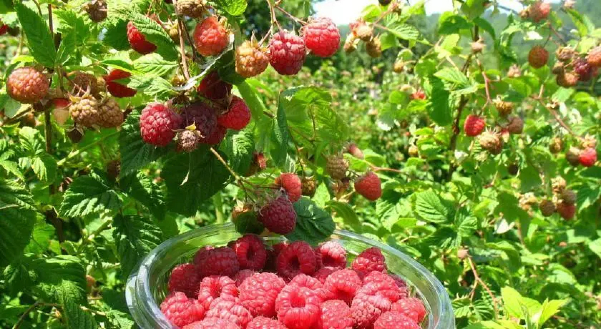 Country House Lozanjska Terasa