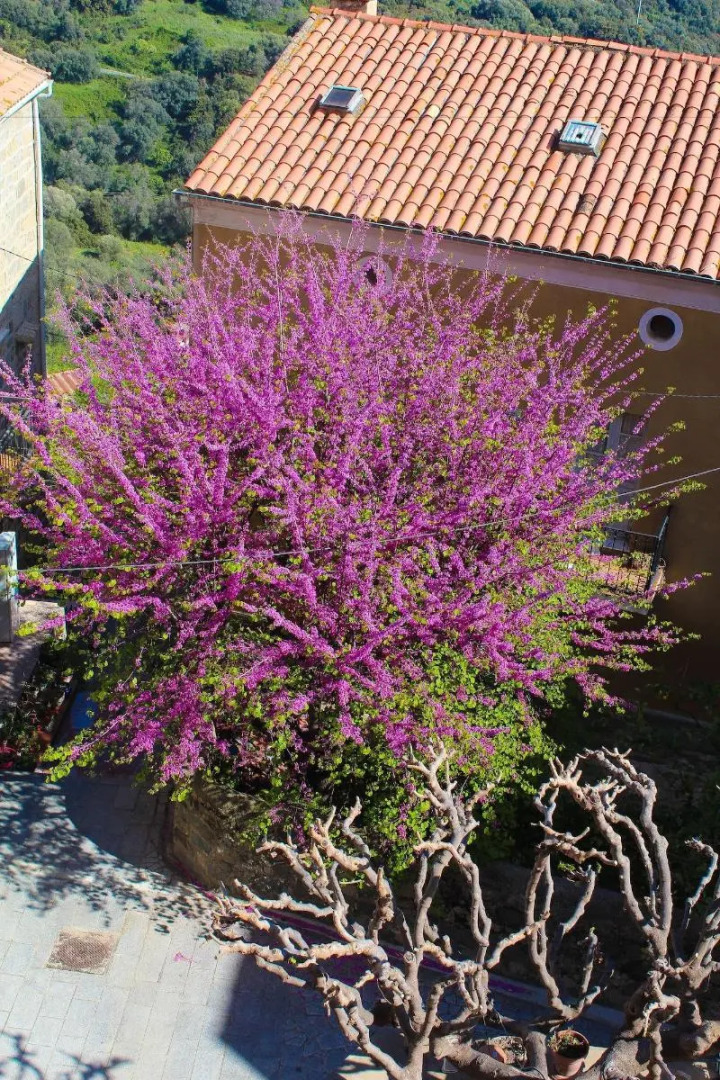 Hôtel Restaurant U Santa Maria