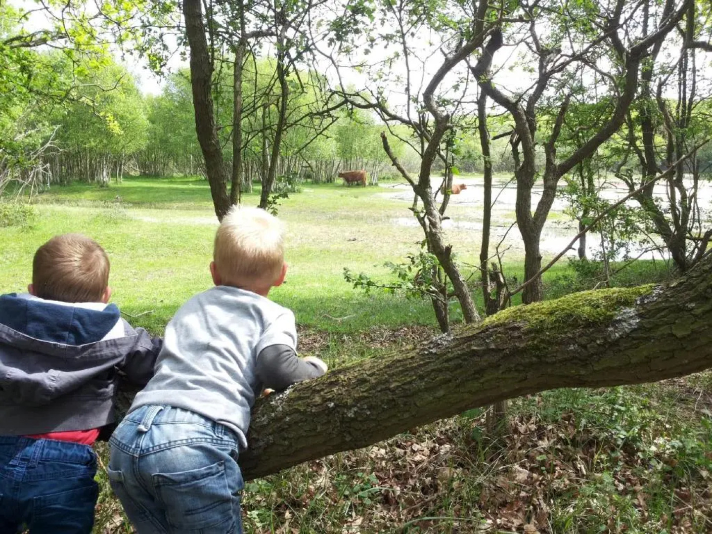 Zomerhuis De Zeedistel