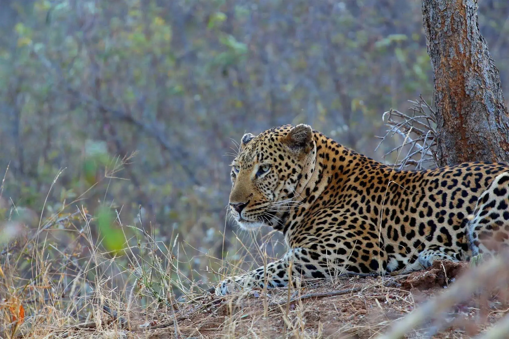 Sausage Tree Safari Camp