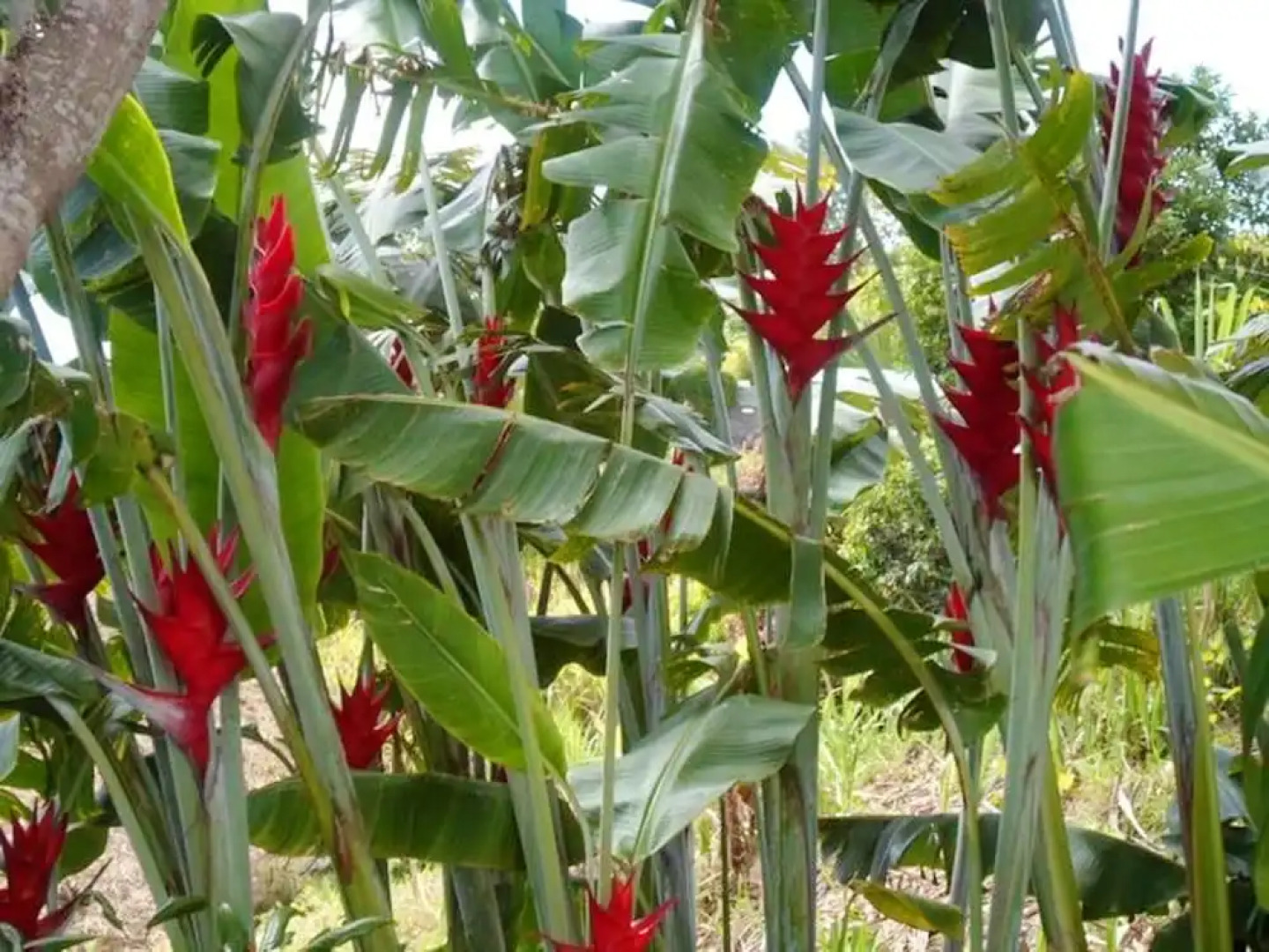 House With 2 Bedrooms in Petite Ile, With Wonderful sea View, Enclosed