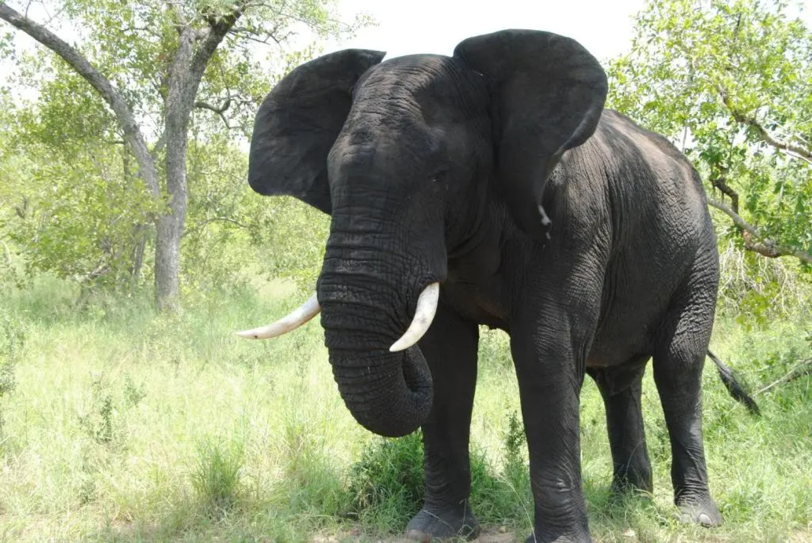 Thornybush Simbambili Lodge
