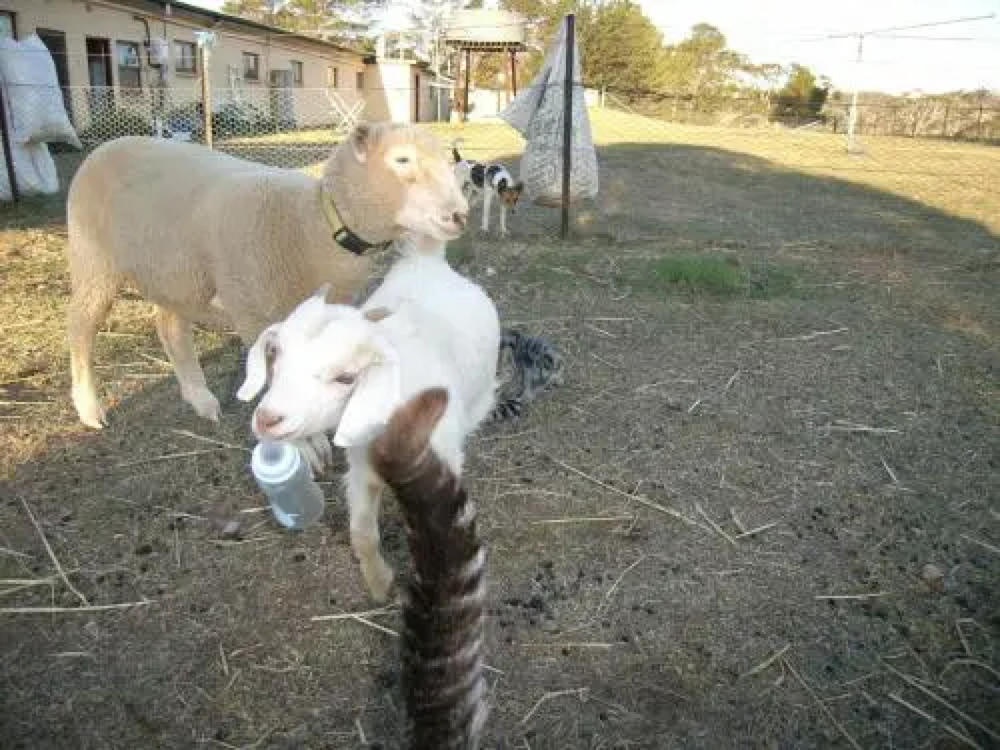 Alpine Country Motel