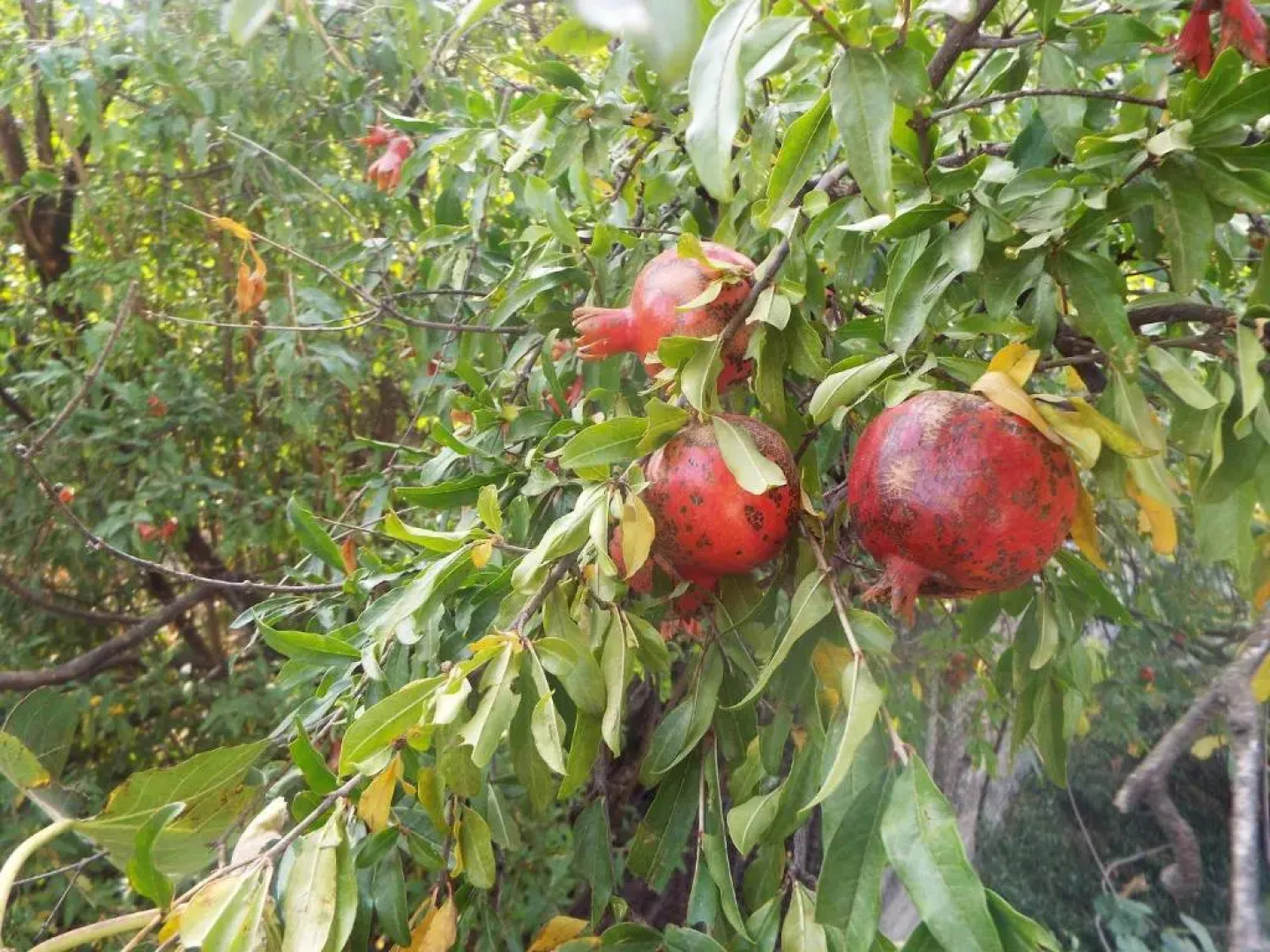 Фермерский гостевой дом