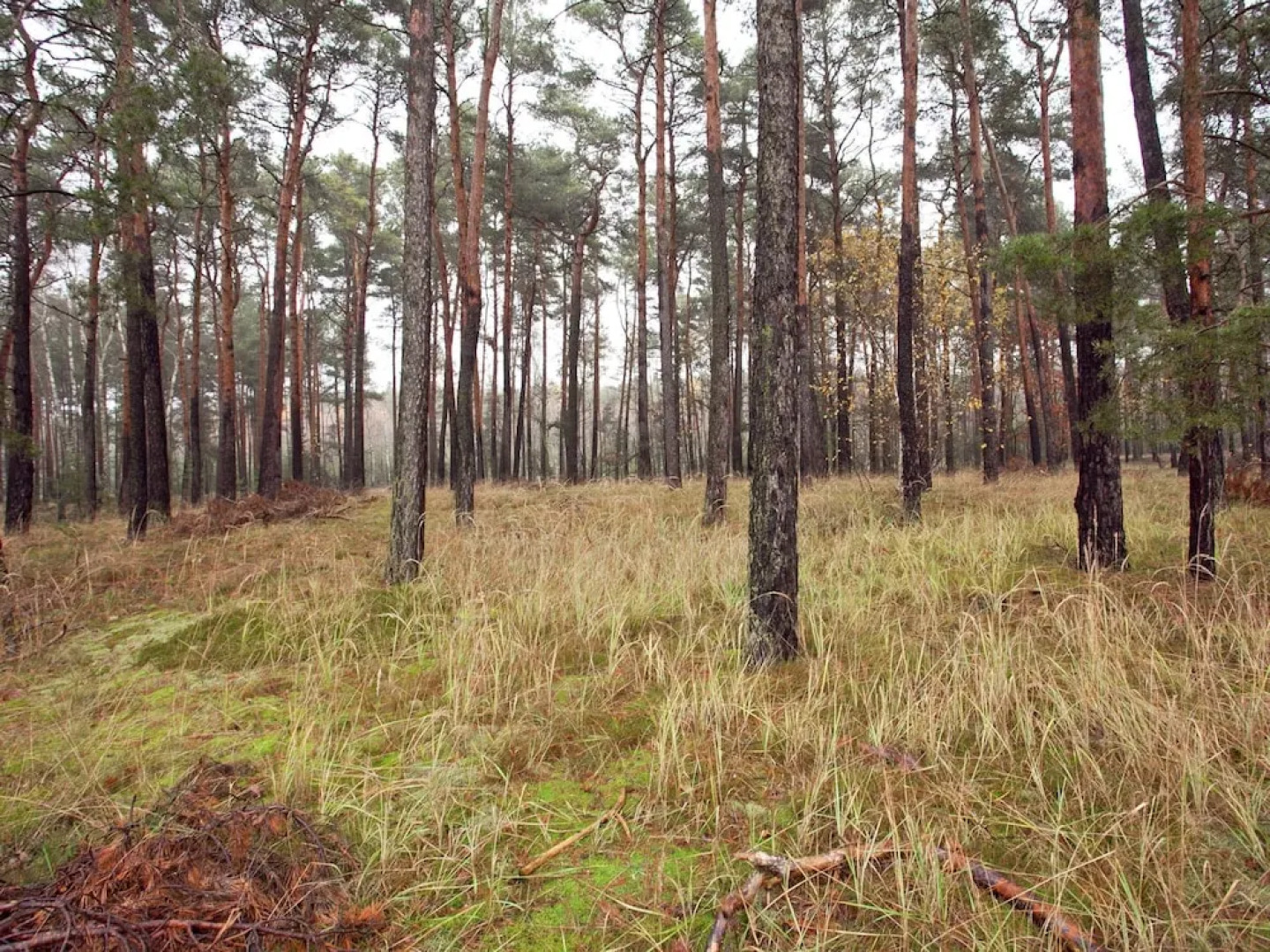 Holiday Home in the Forest