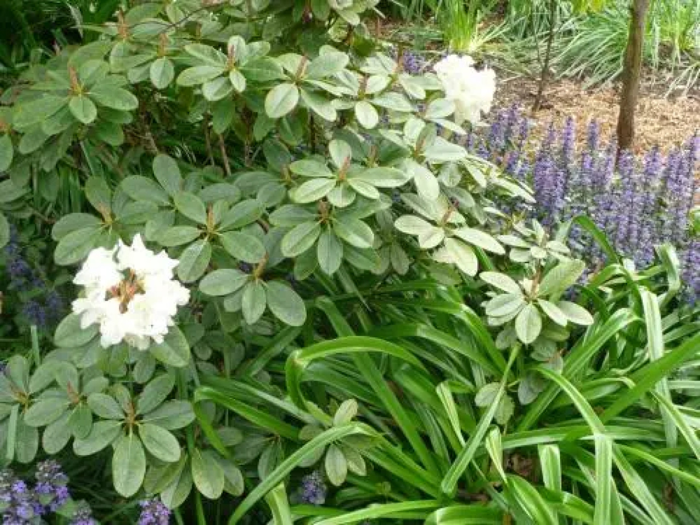 Wisteria Lodge Bed and Breakfast