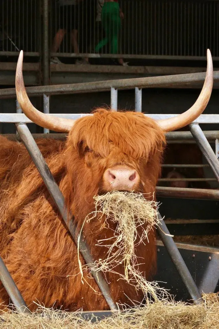 Wortley Cottage Guest House