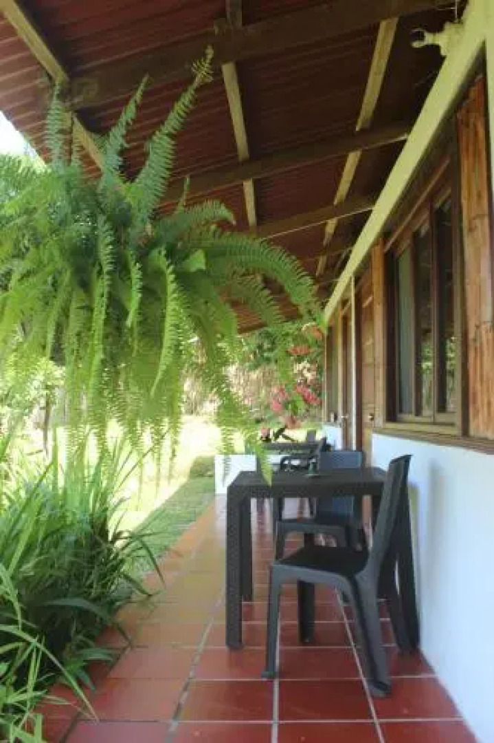 Jaguar Azul Palomino