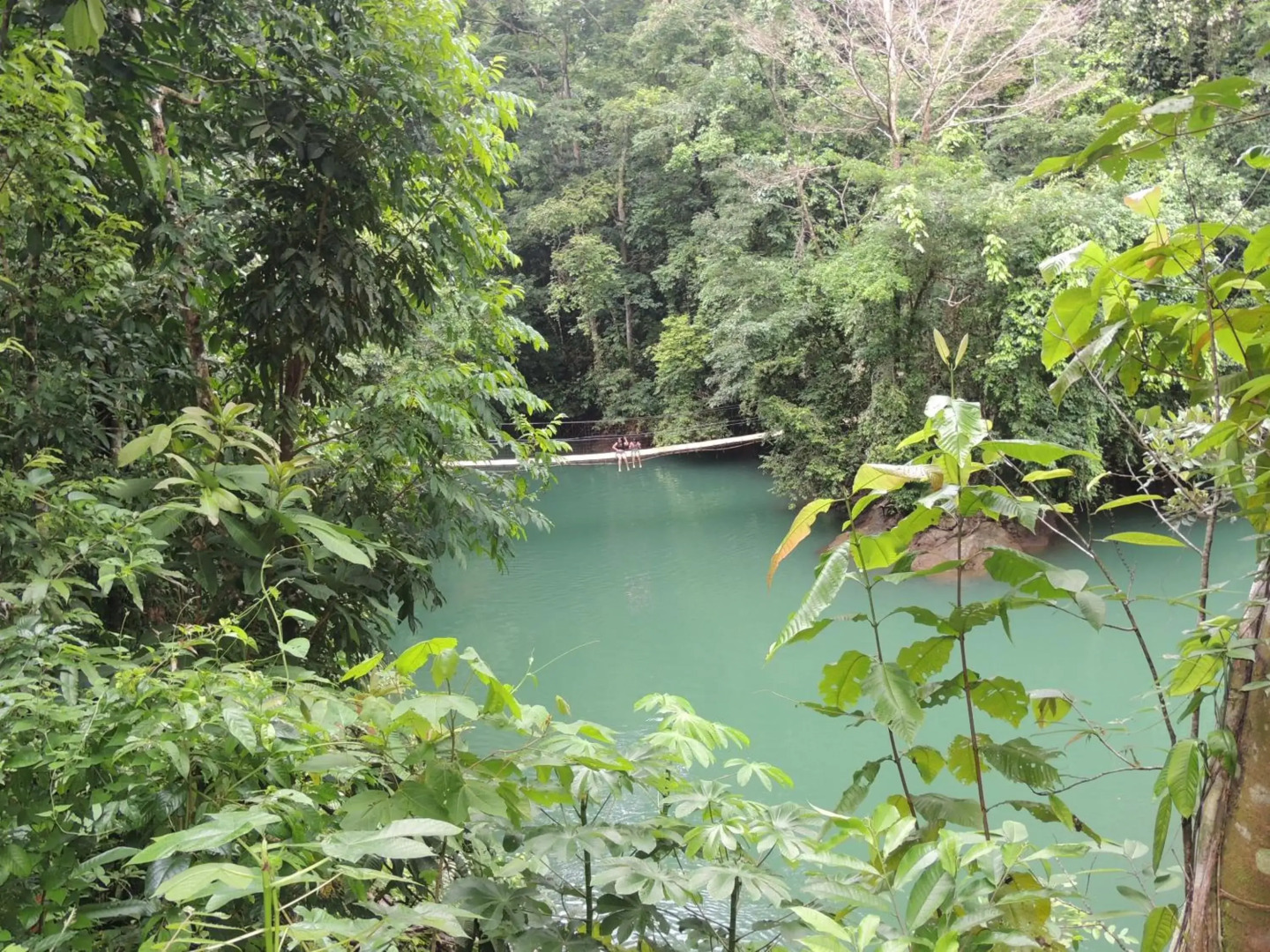 Jacamar Corcovado Drake Day