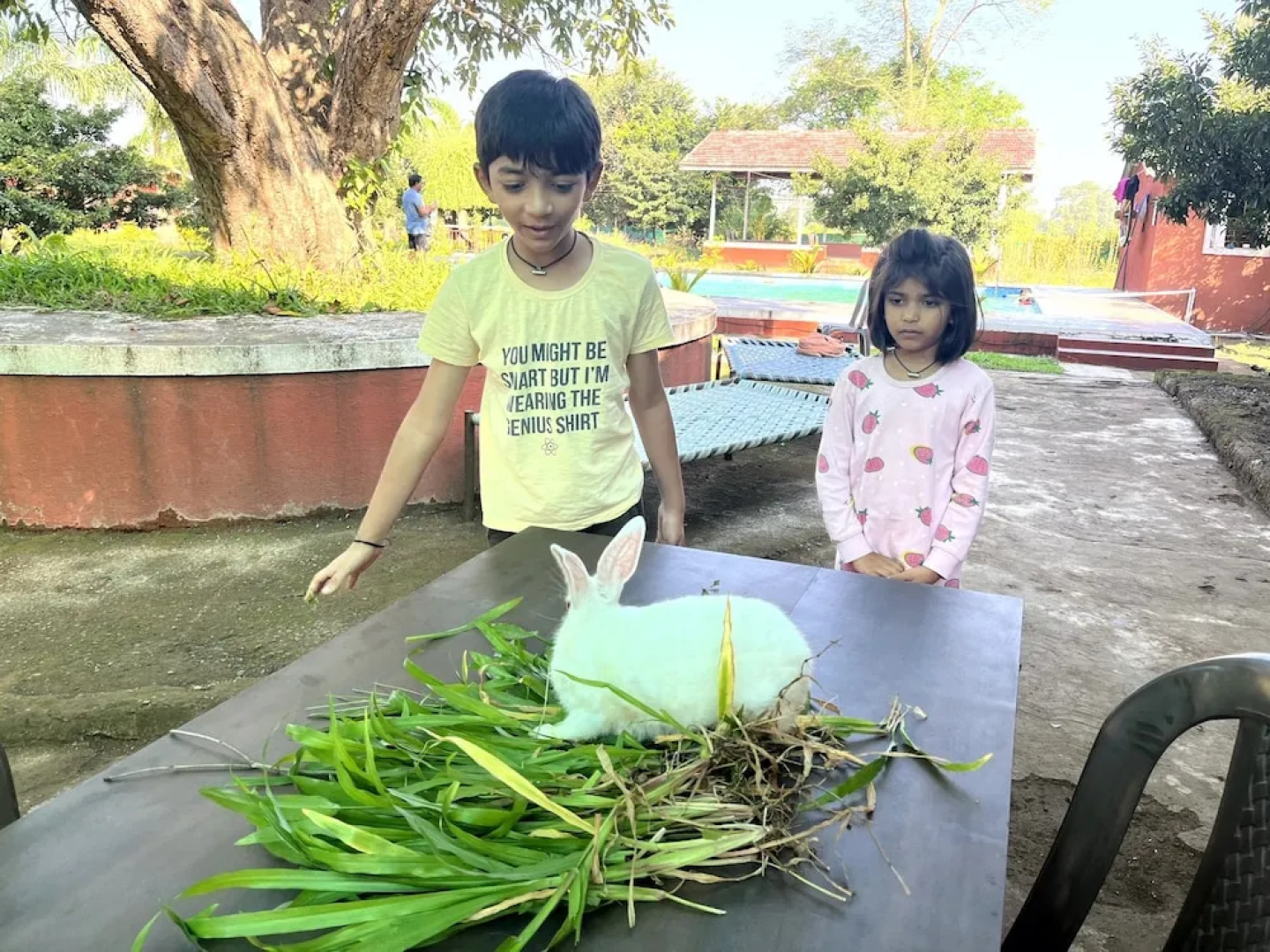Mango Tree Farm