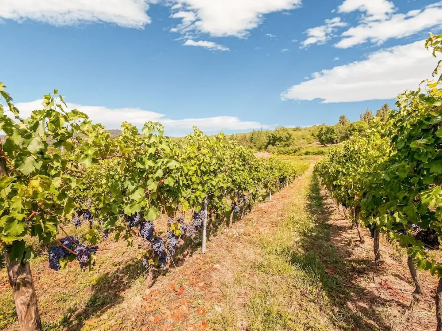 Charming Holiday Home in Pontassieve With Swimming Pool