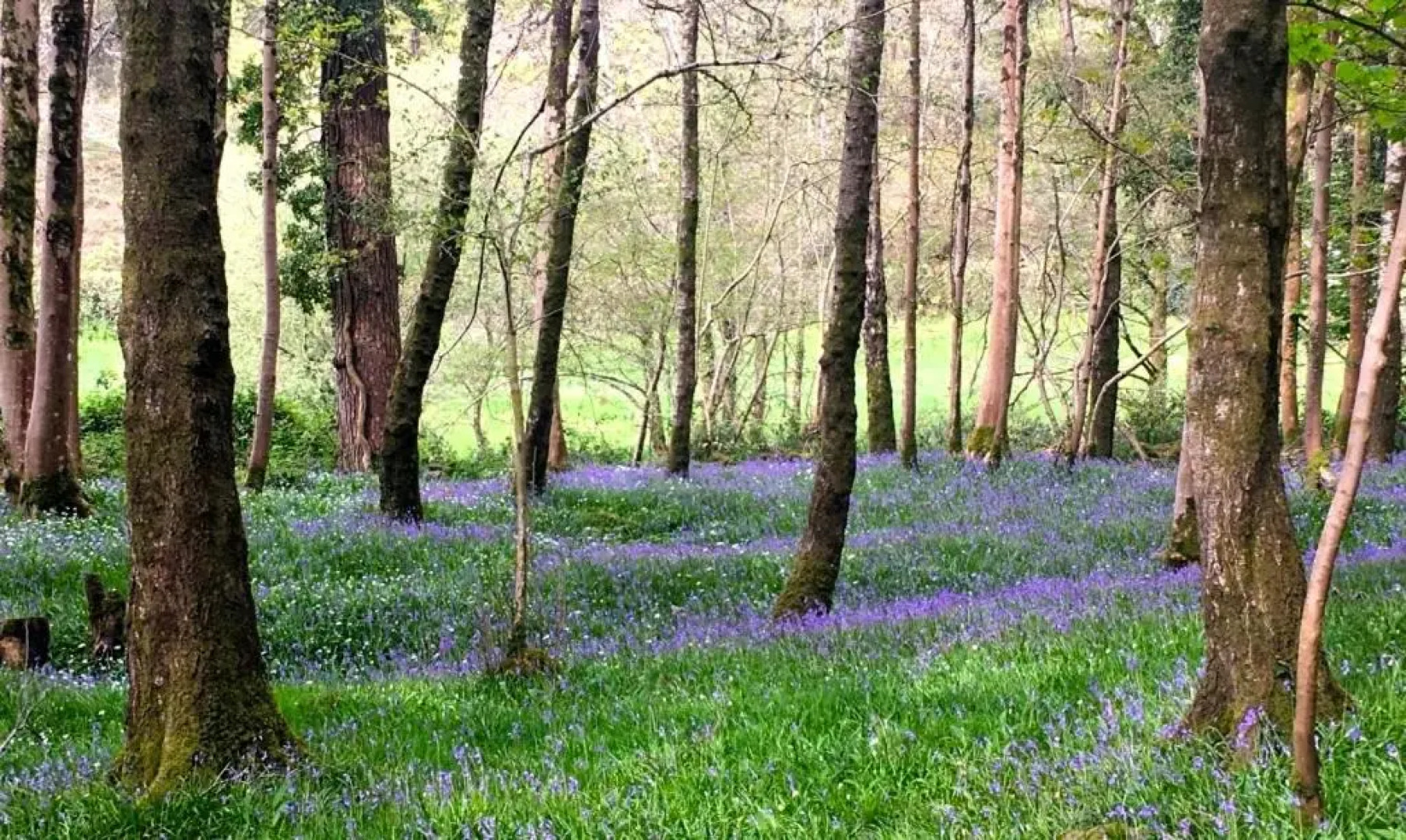 Bossell Cottage Devon