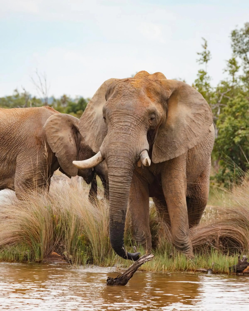 Zulu Camp at Shambala Private Game Reserve