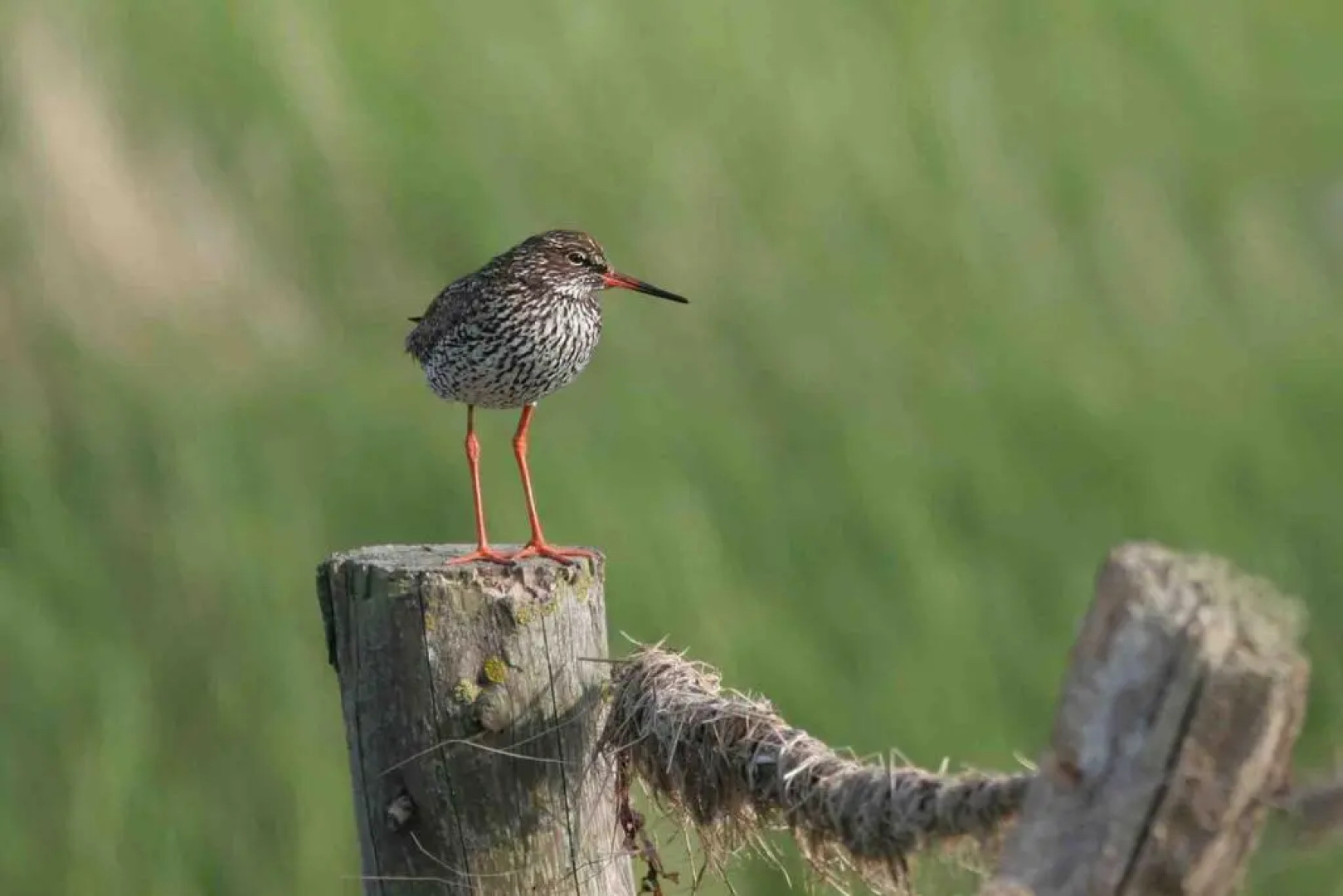 Ferienhaus Nordstrand Whg 4