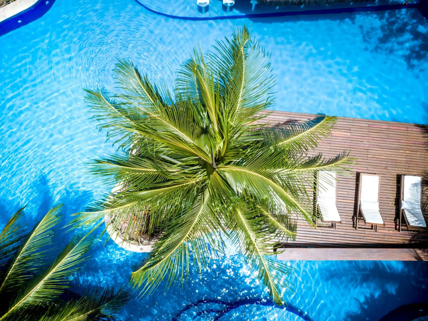 Sombra e Agua Fresca Floresta