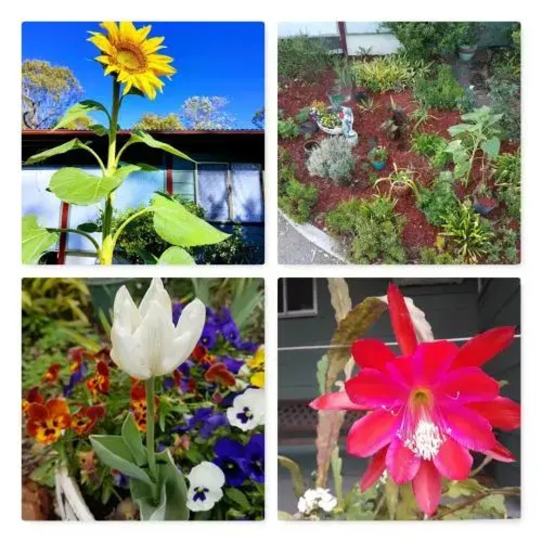 Rose City Caravan Park