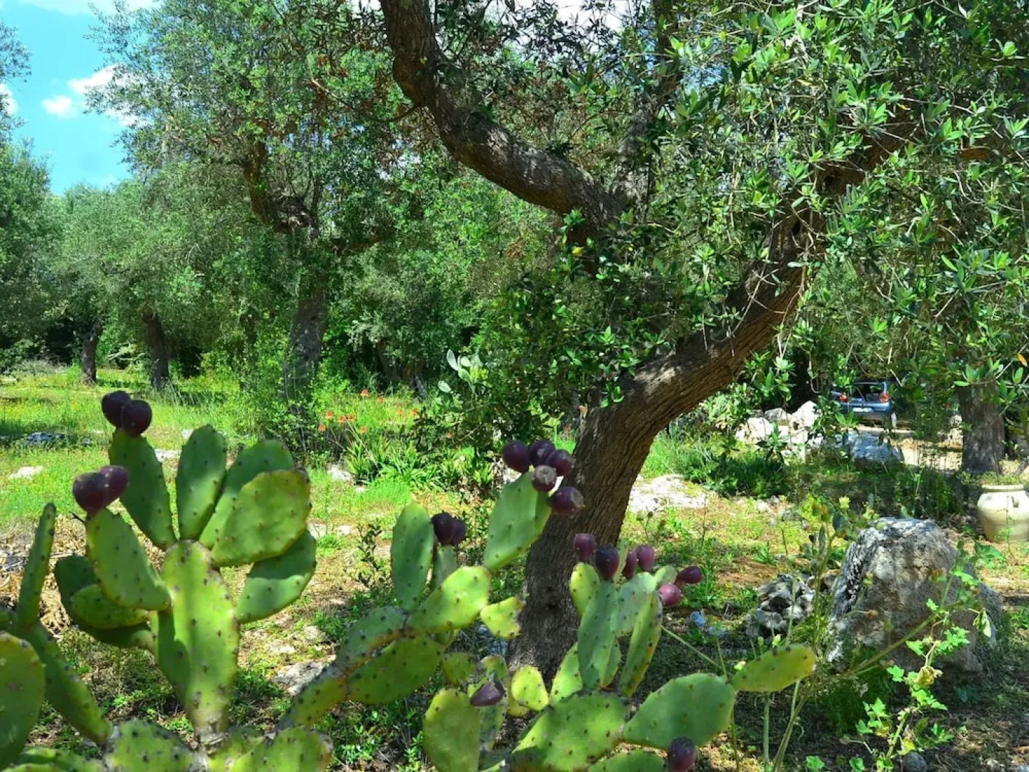 Scenic Holiday Home in Tricase Amidst Olive Trees