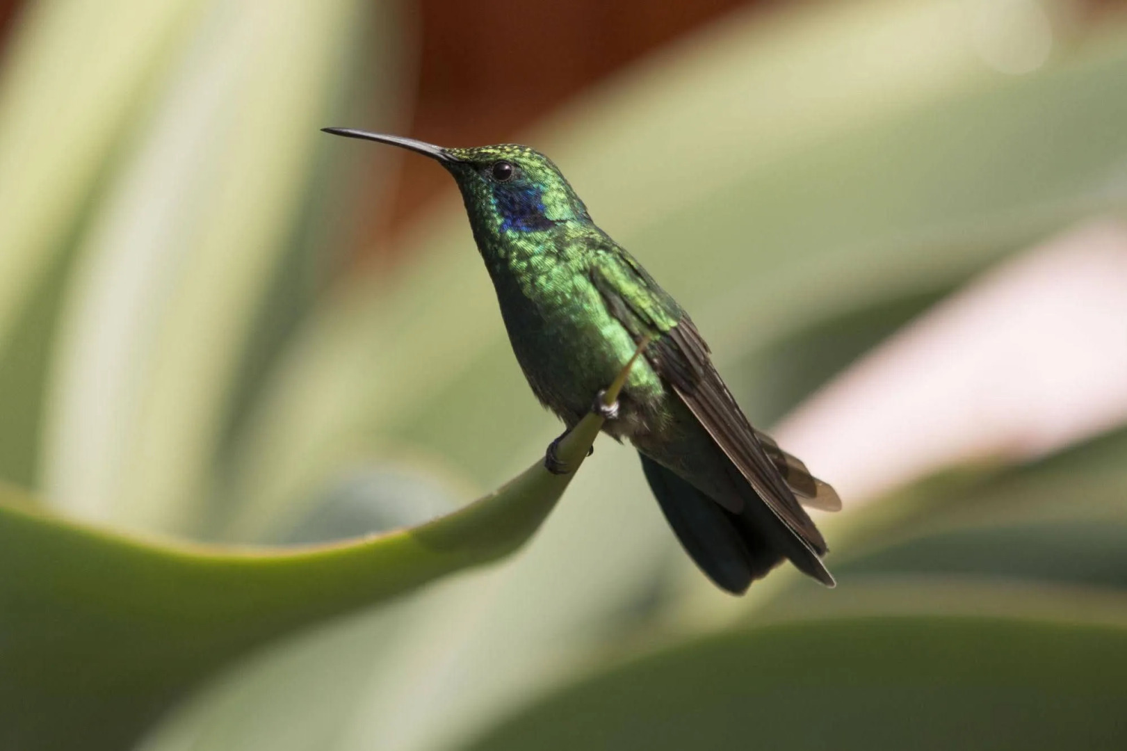 Savegre Hotel Natural Reserve & Spa