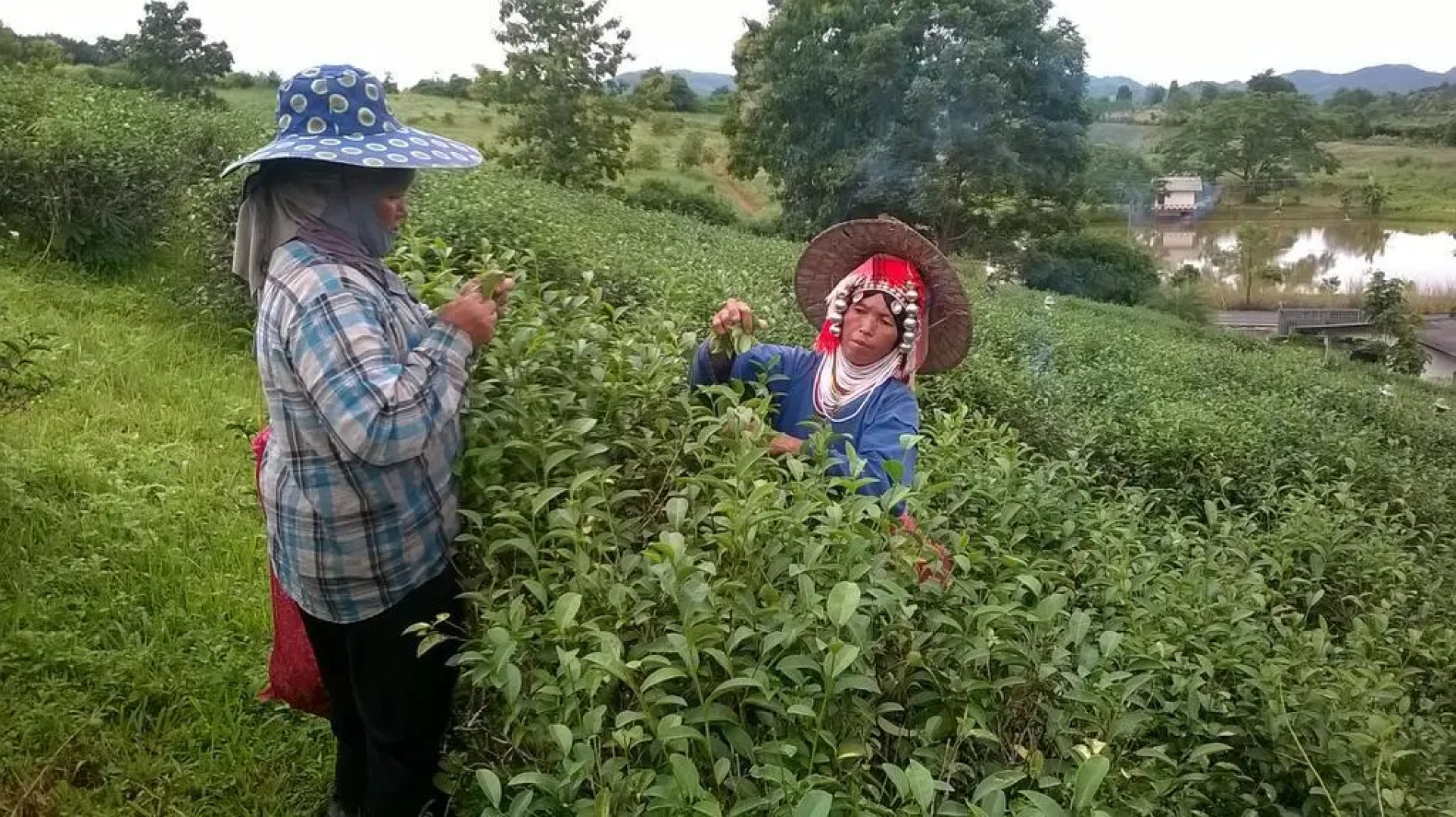 Suancha Tea Garden