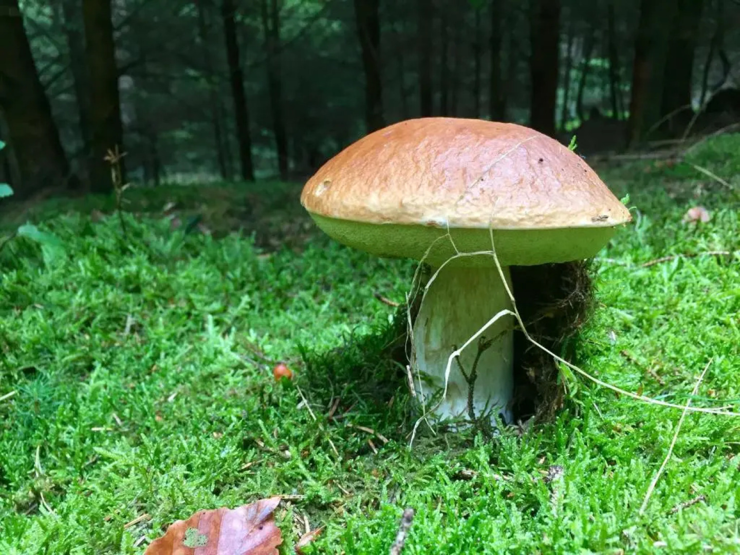 Auszeit-Eifel Eifelhaus "Burgaß 1807" Sauna & Badezuber