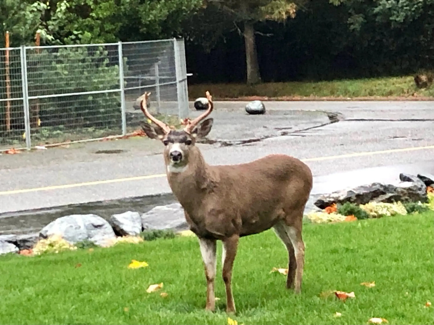 Seagull Studio Vacation Guest Suite