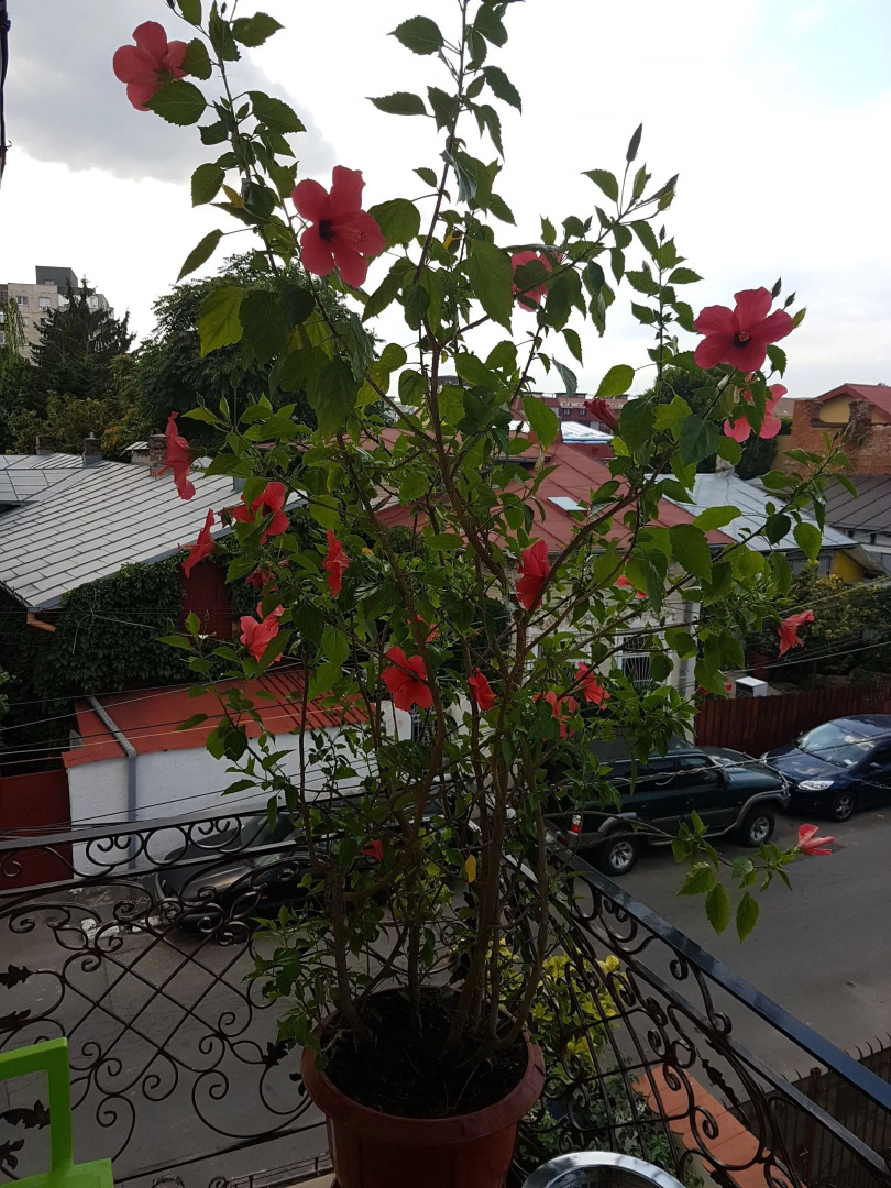 Bucharest Boutique Accommodation