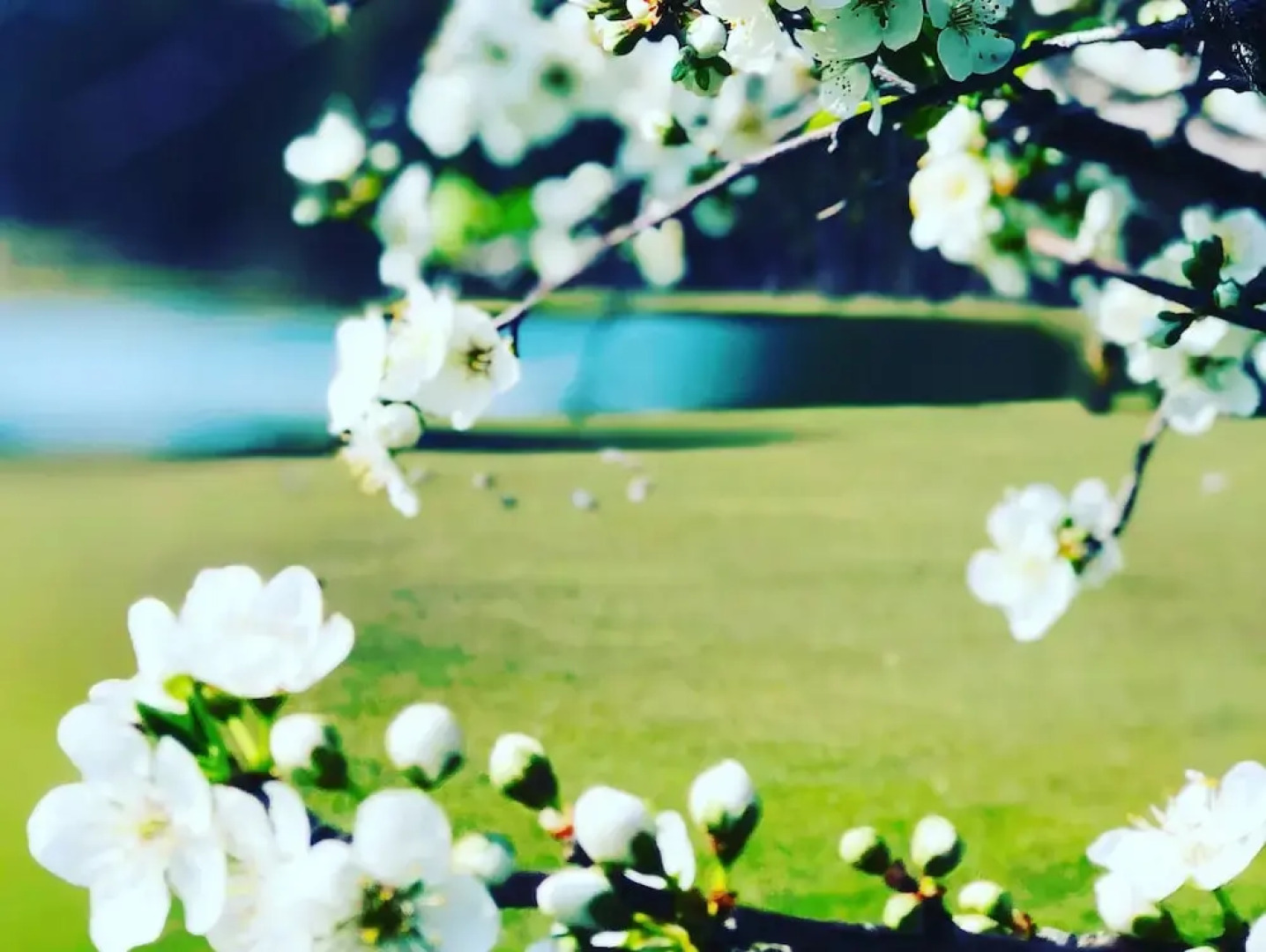 Woolshed Hill Estate