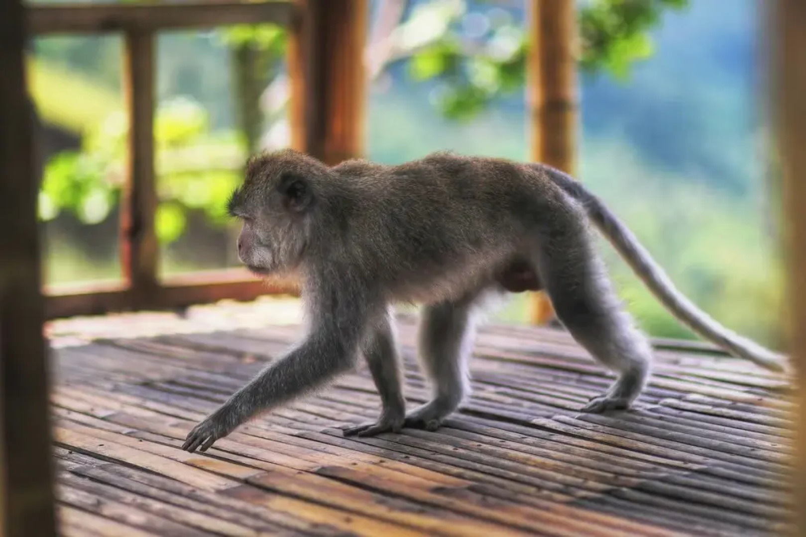 Rinjani Terrace Cottage