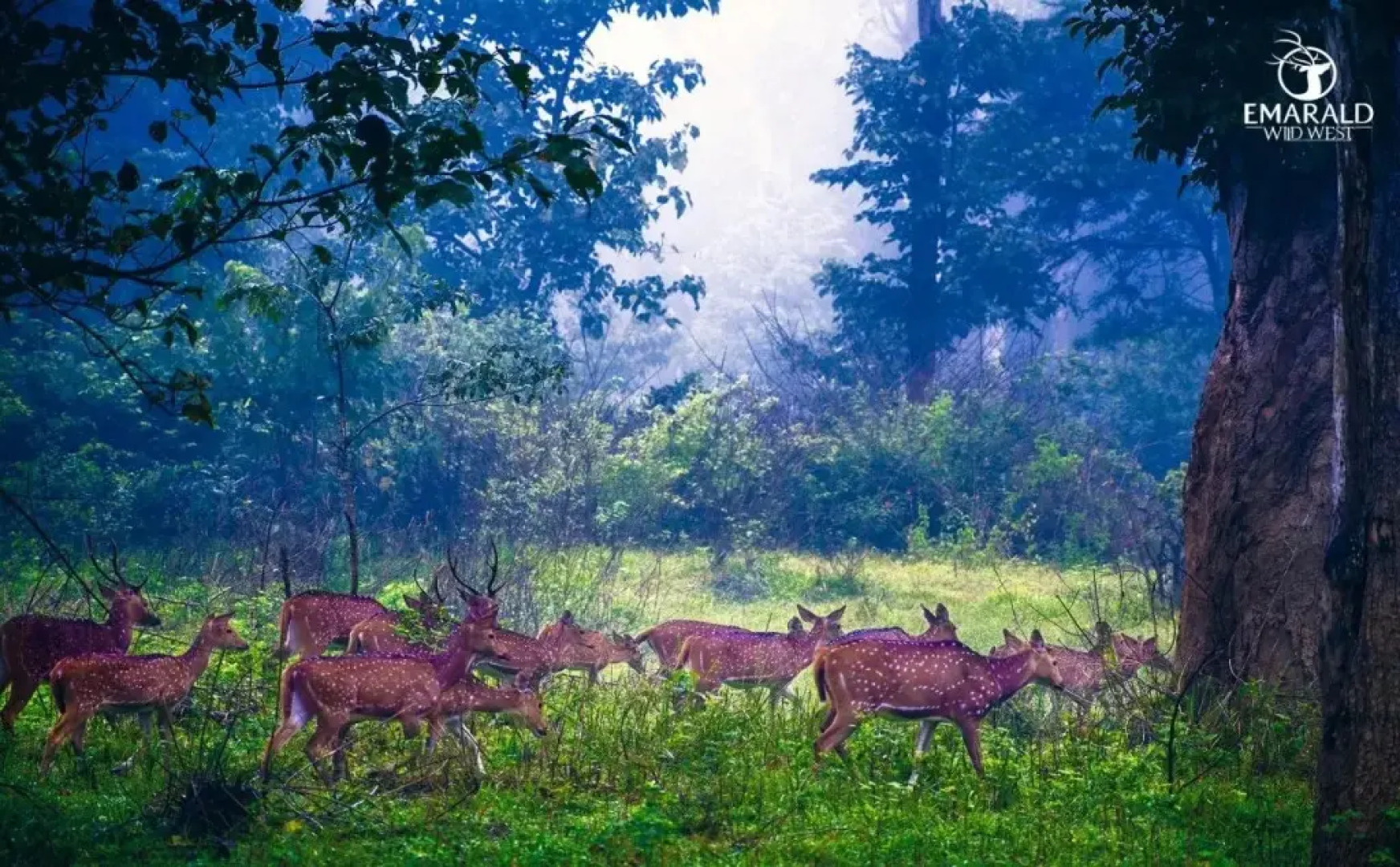 Emarald Western Ghats Resorts