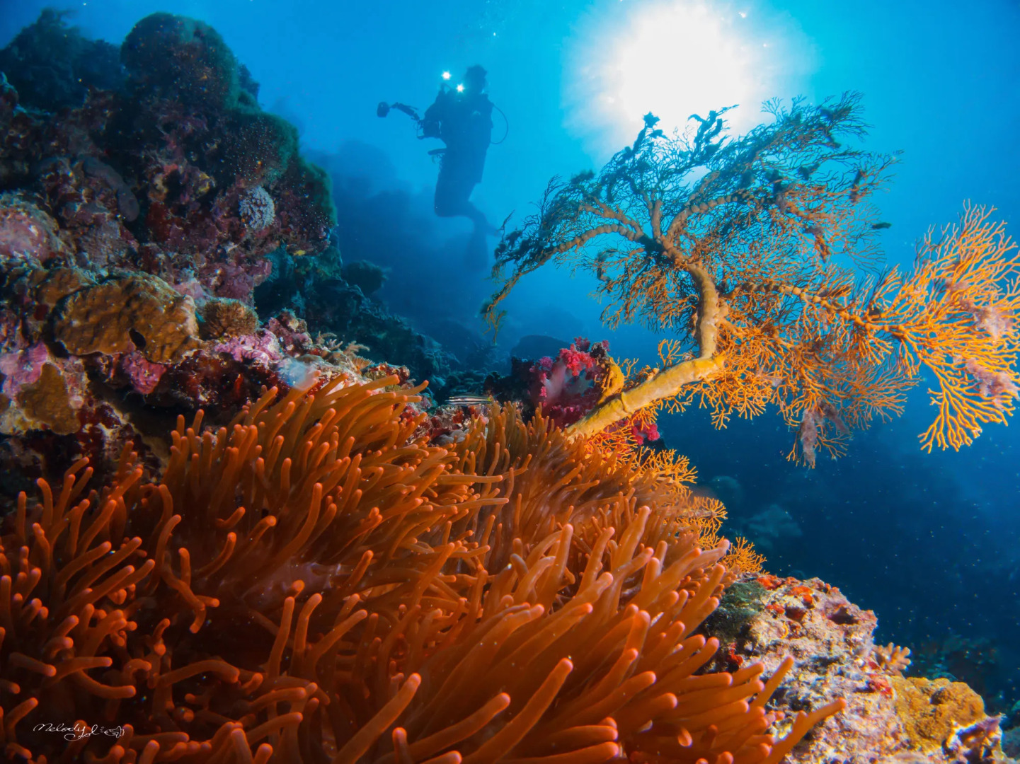 Turtle Bay Dive Resort