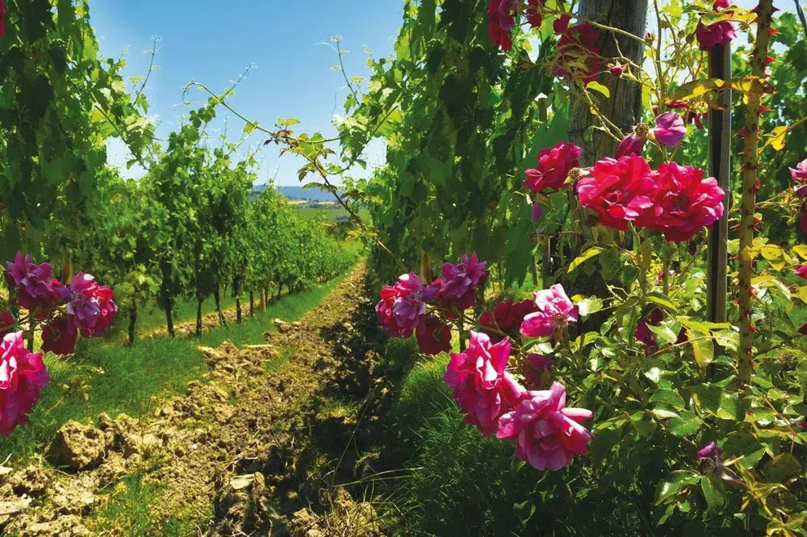 Roccafiore Residenza