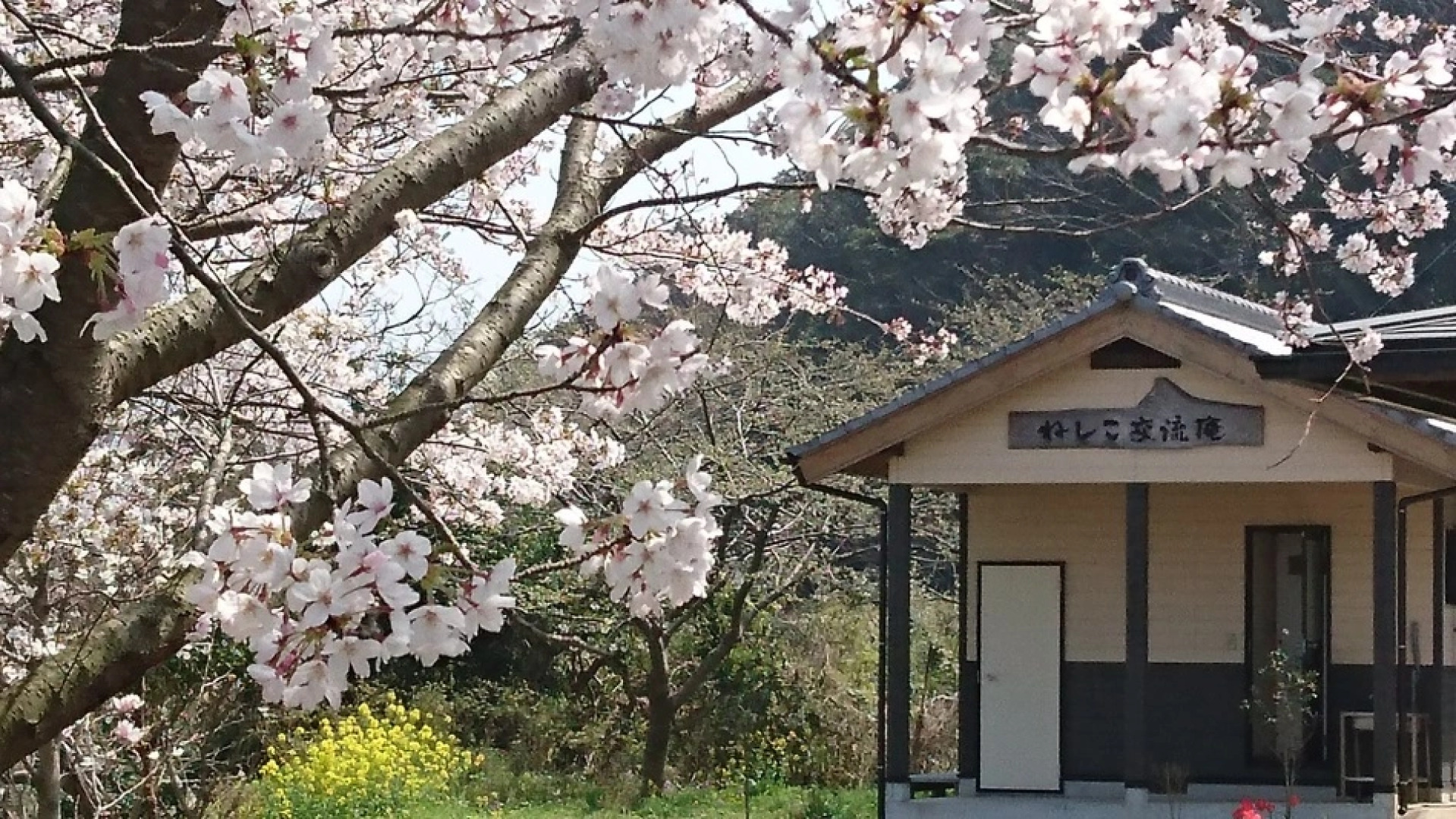 Guest House Neshiko Koryuan
