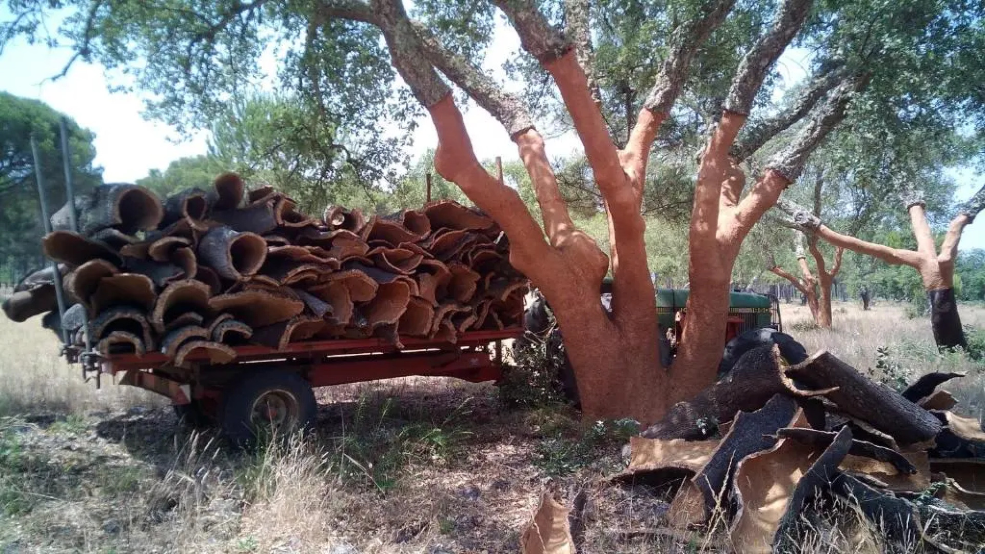 Monte do Brejinho de Água