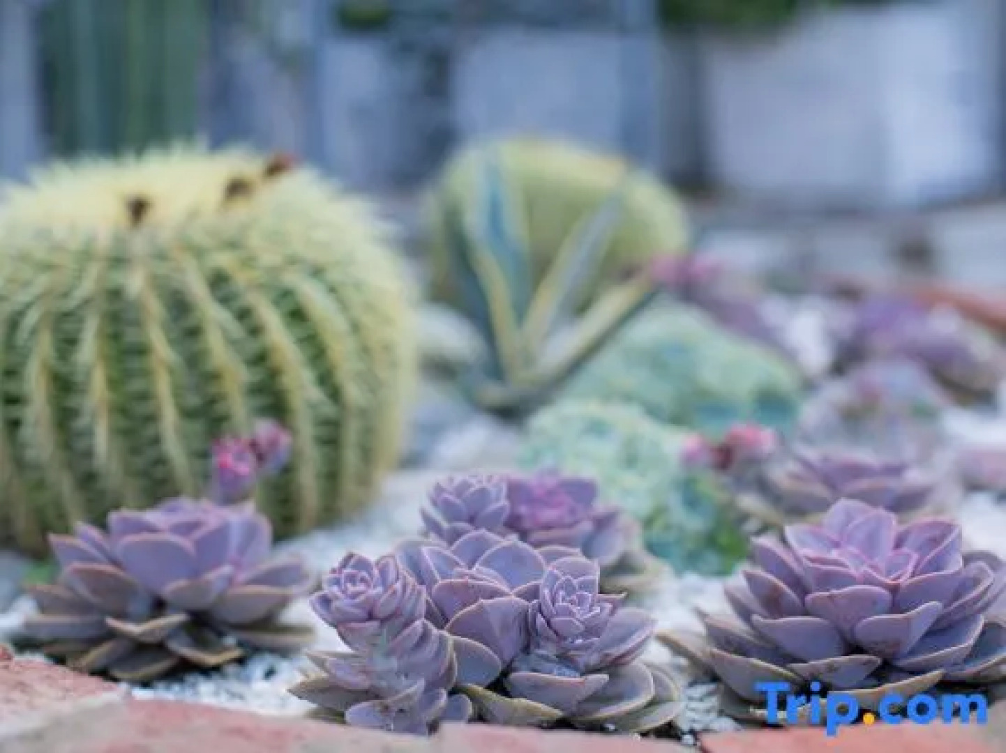 Tinghuatang Seaview Garden Inn