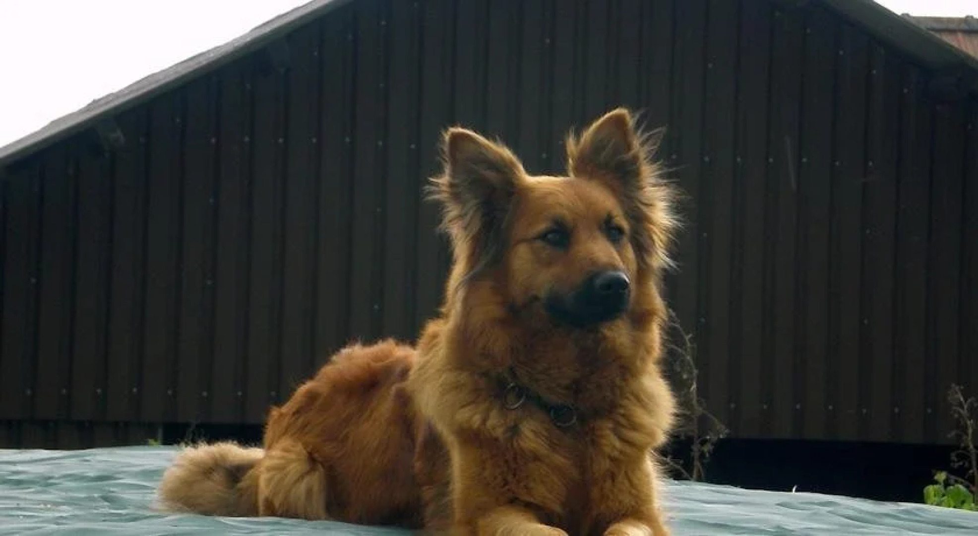 Wiesenbauer - Schlögl Anton