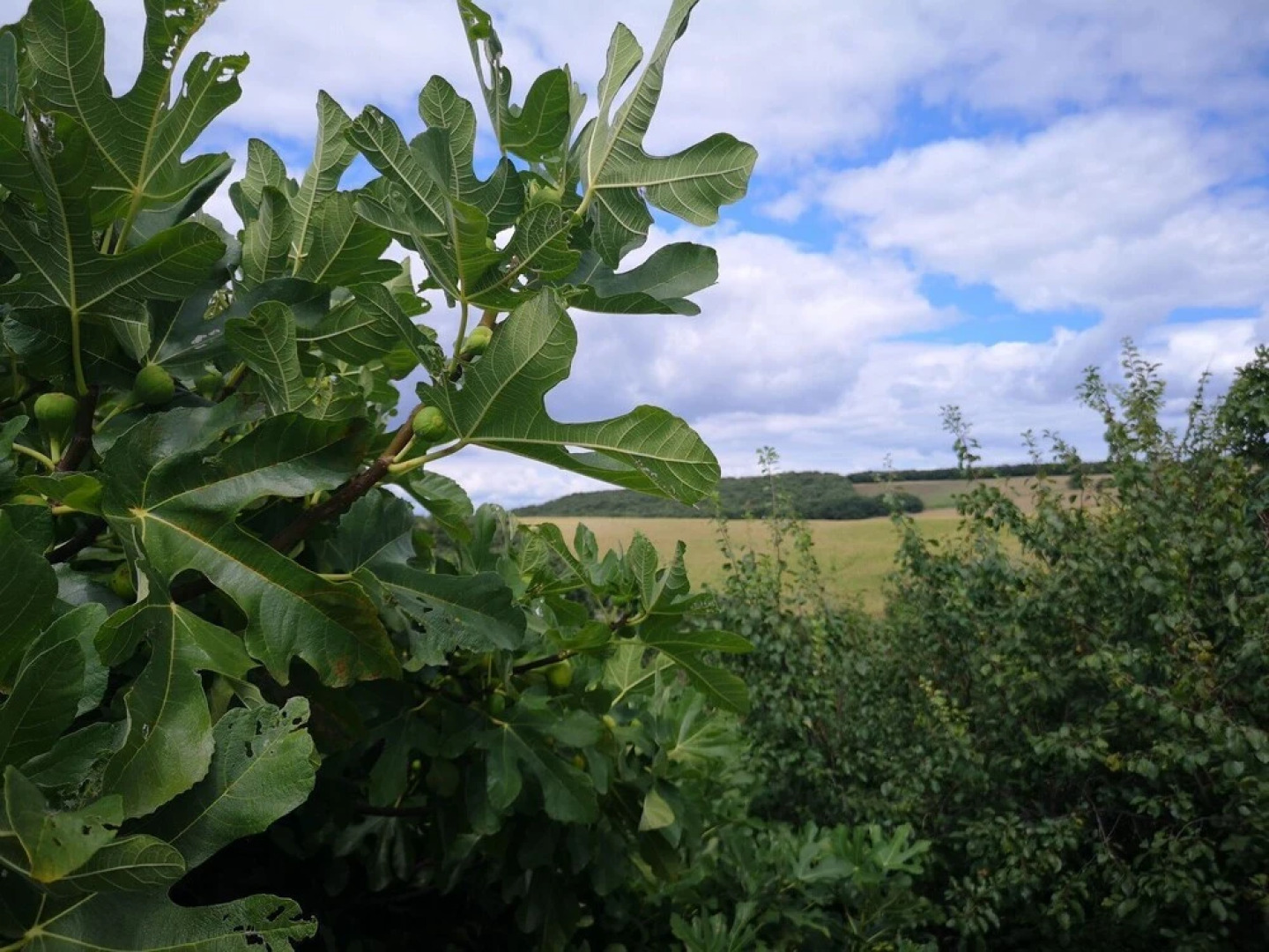 Domaine de Mestrugue