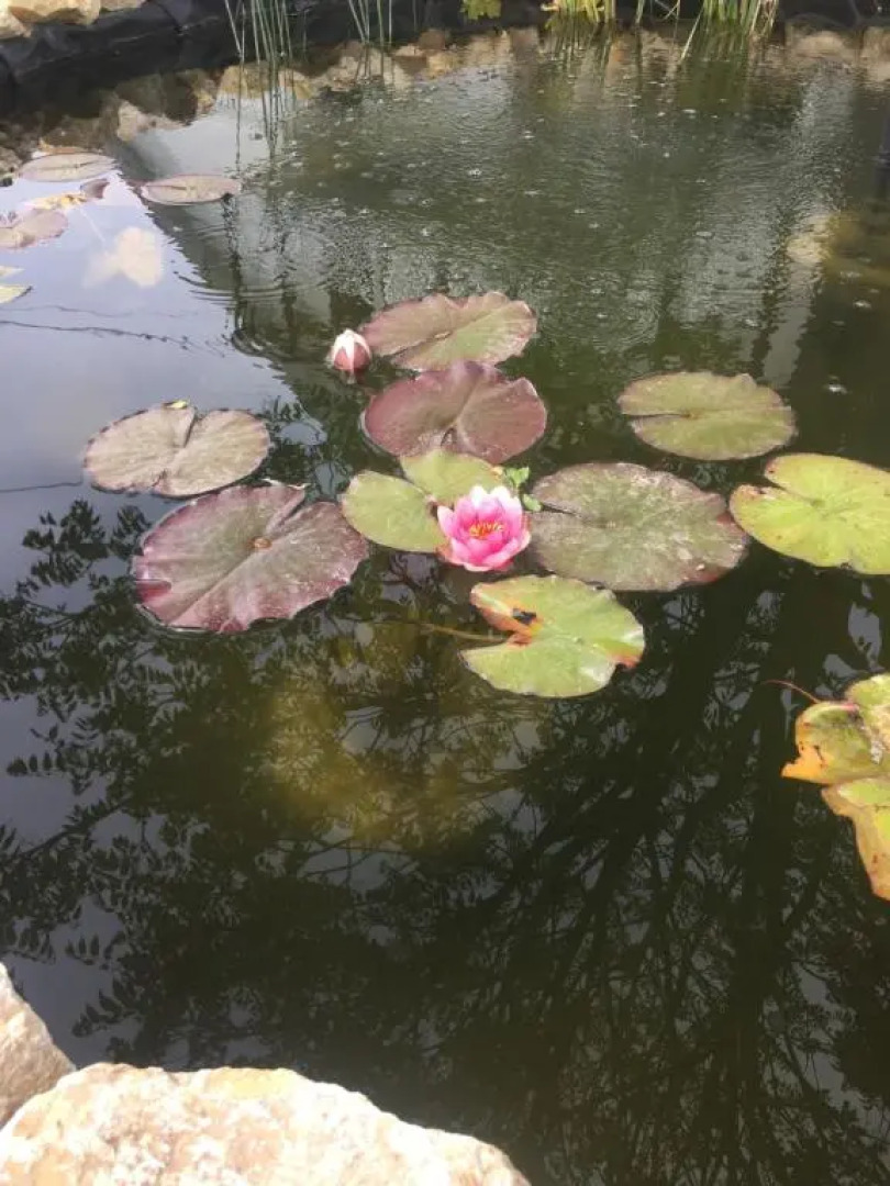 Lelle-kert Apartman 01