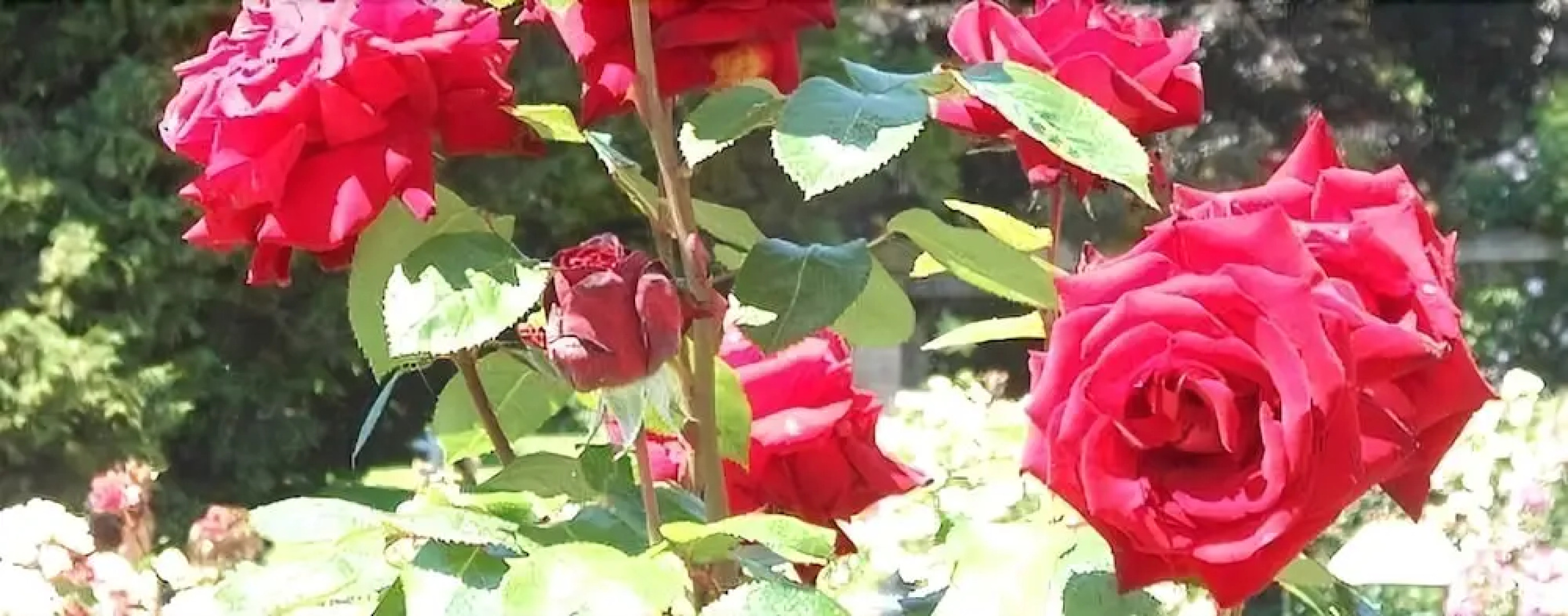 Landgasthof Schützen