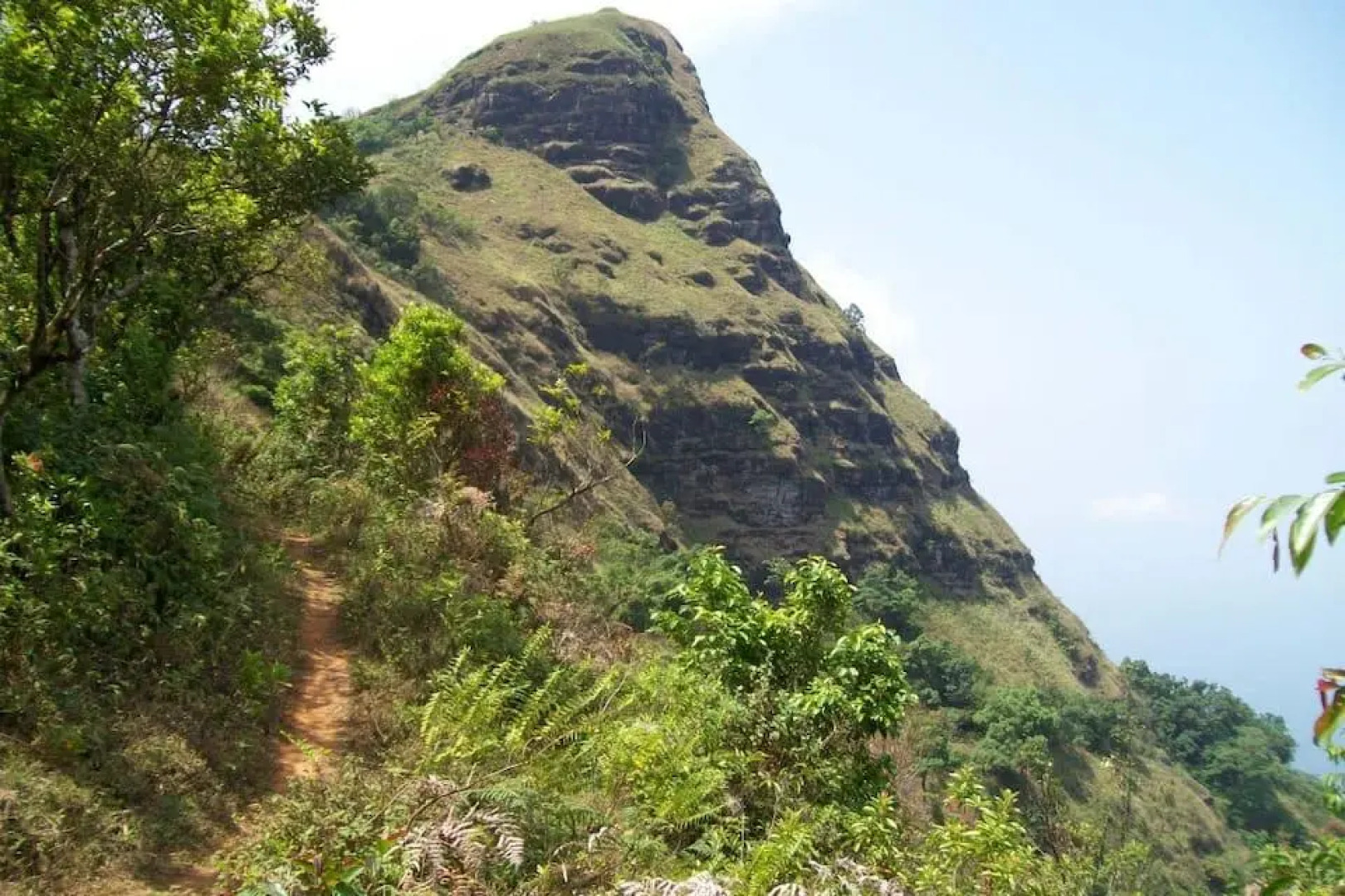 Black pepperz Gardenia